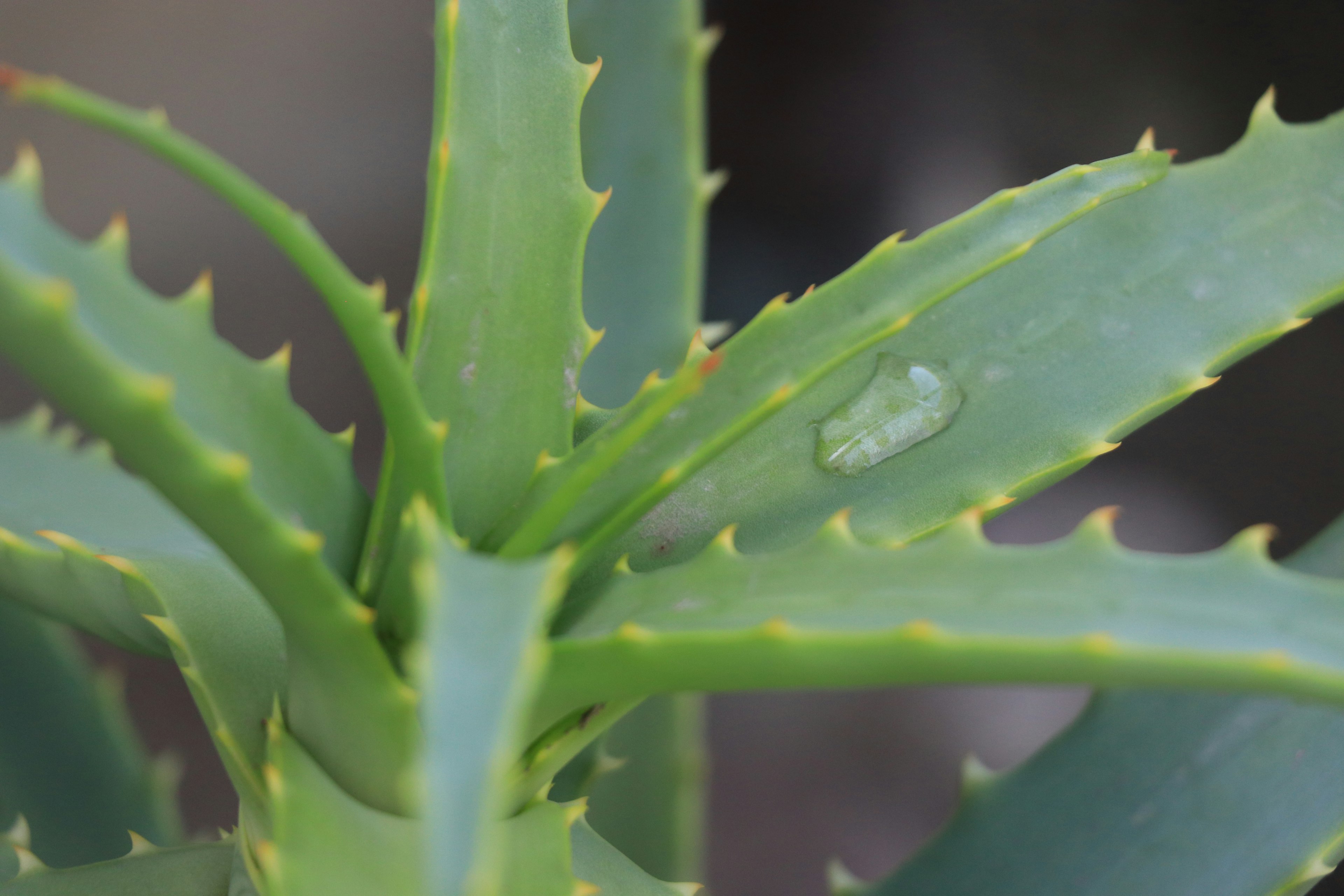 Close-up of green aloe vera leaves with sharp edges