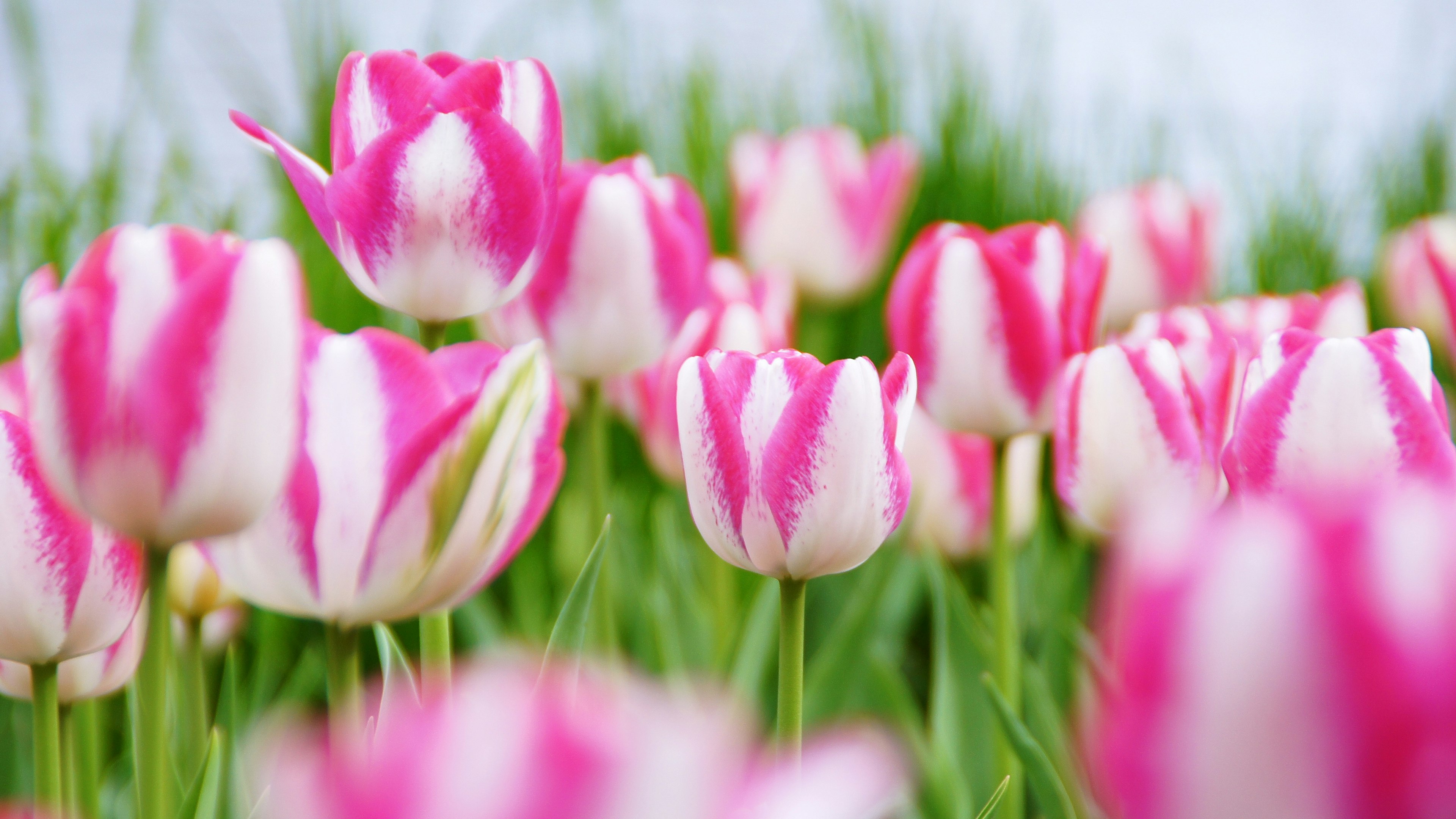 Champs de tulipes rayées roses et blanches en fleurs