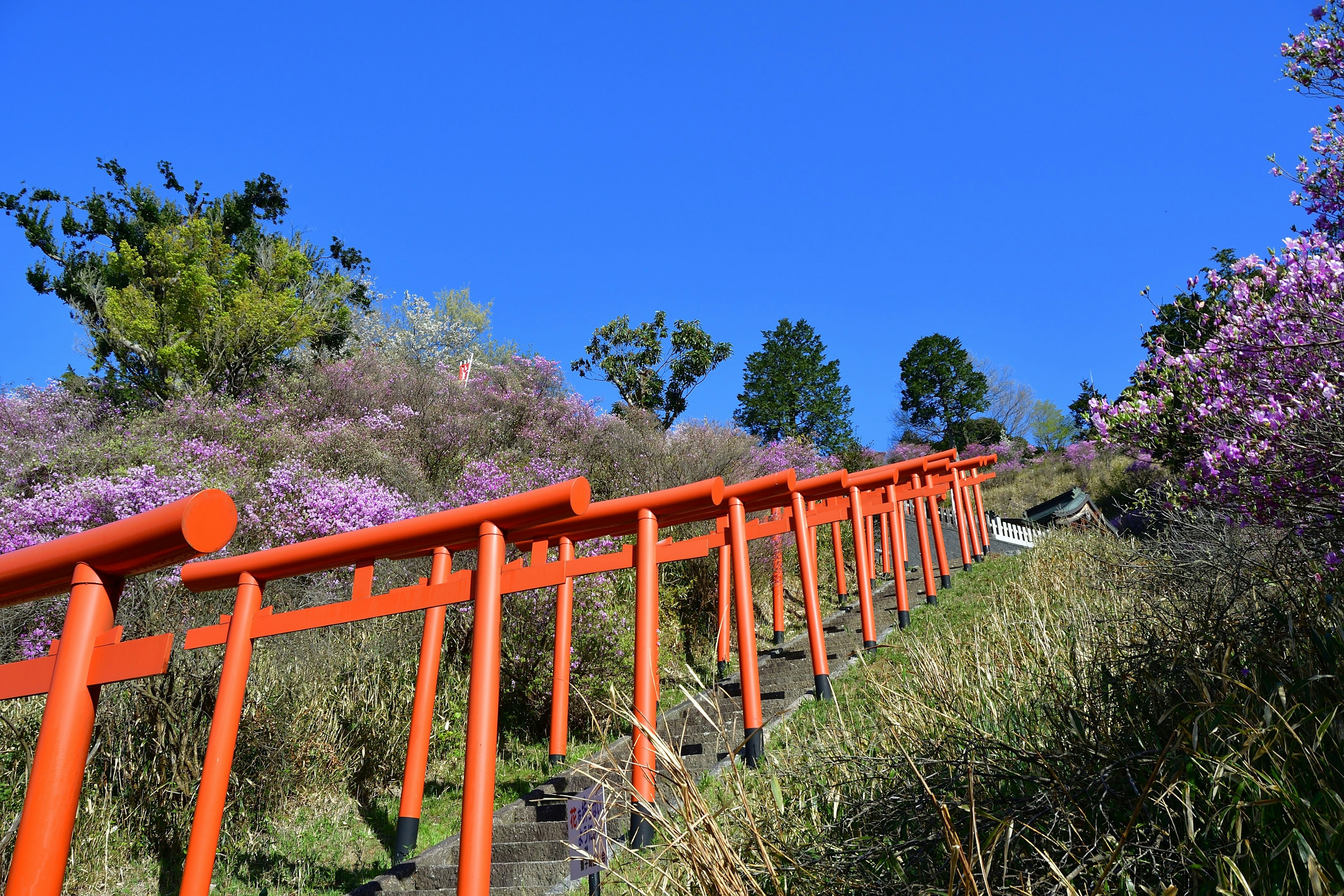 Orange railing leading up steps surrounded by purple flowers under a blue sky