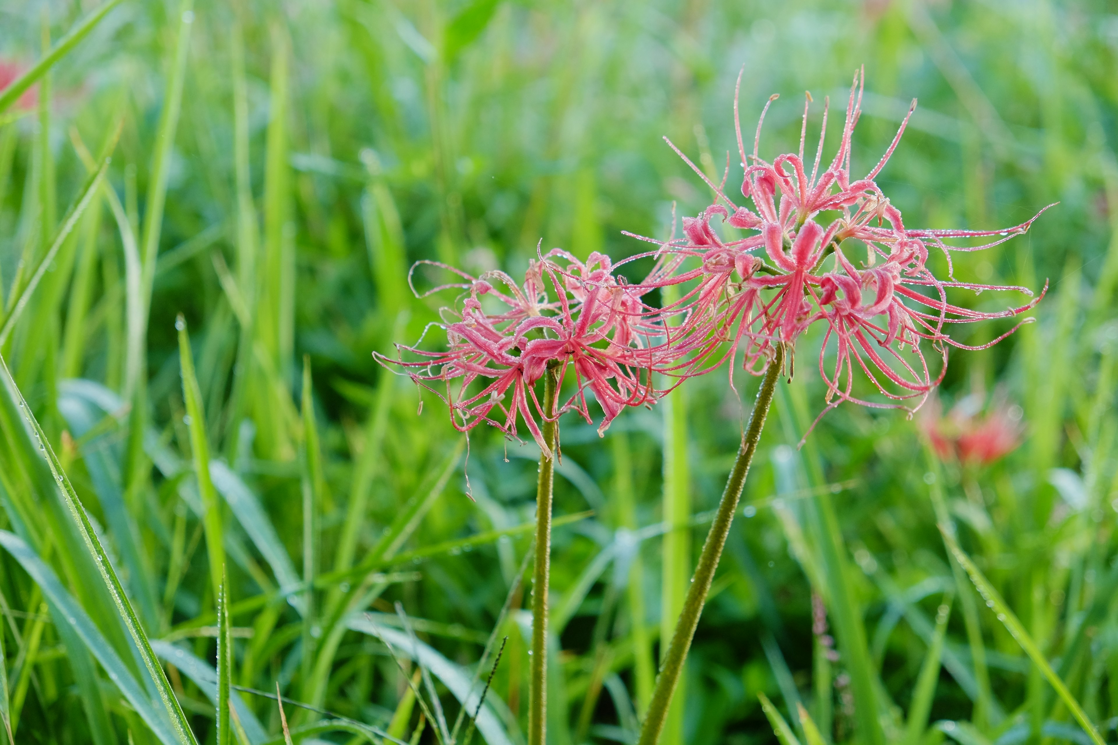 Dua bunga merah muda mekar di antara rumput hijau