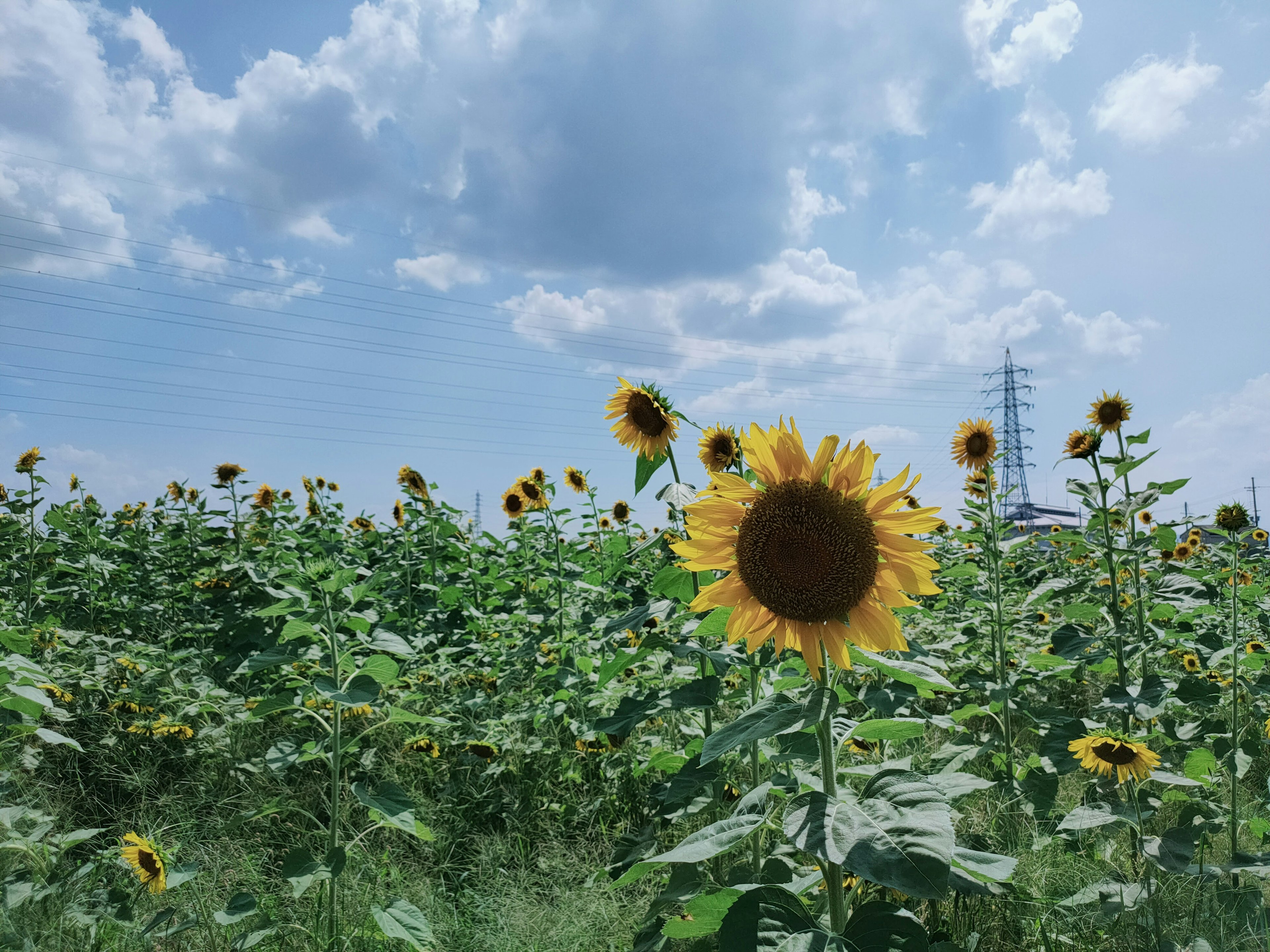 Field of sunflowers blooming under bright sunlight