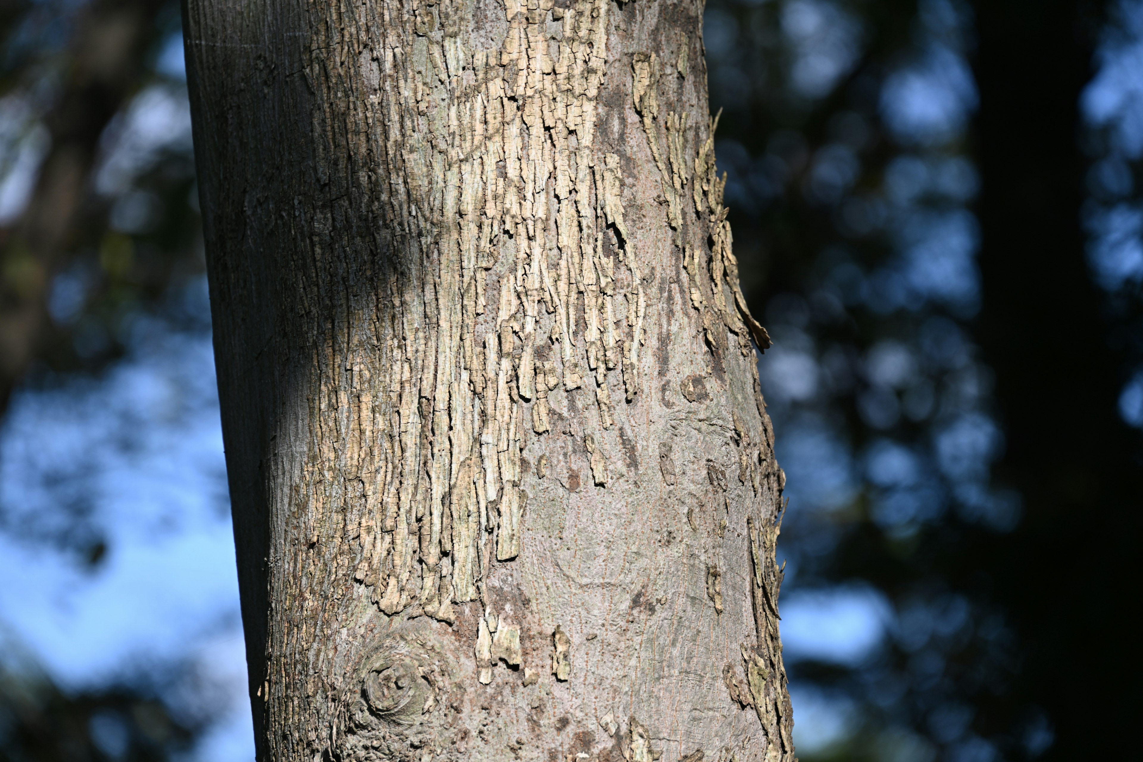 Gros plan sur un tronc d'arbre mettant en valeur la texture et les motifs