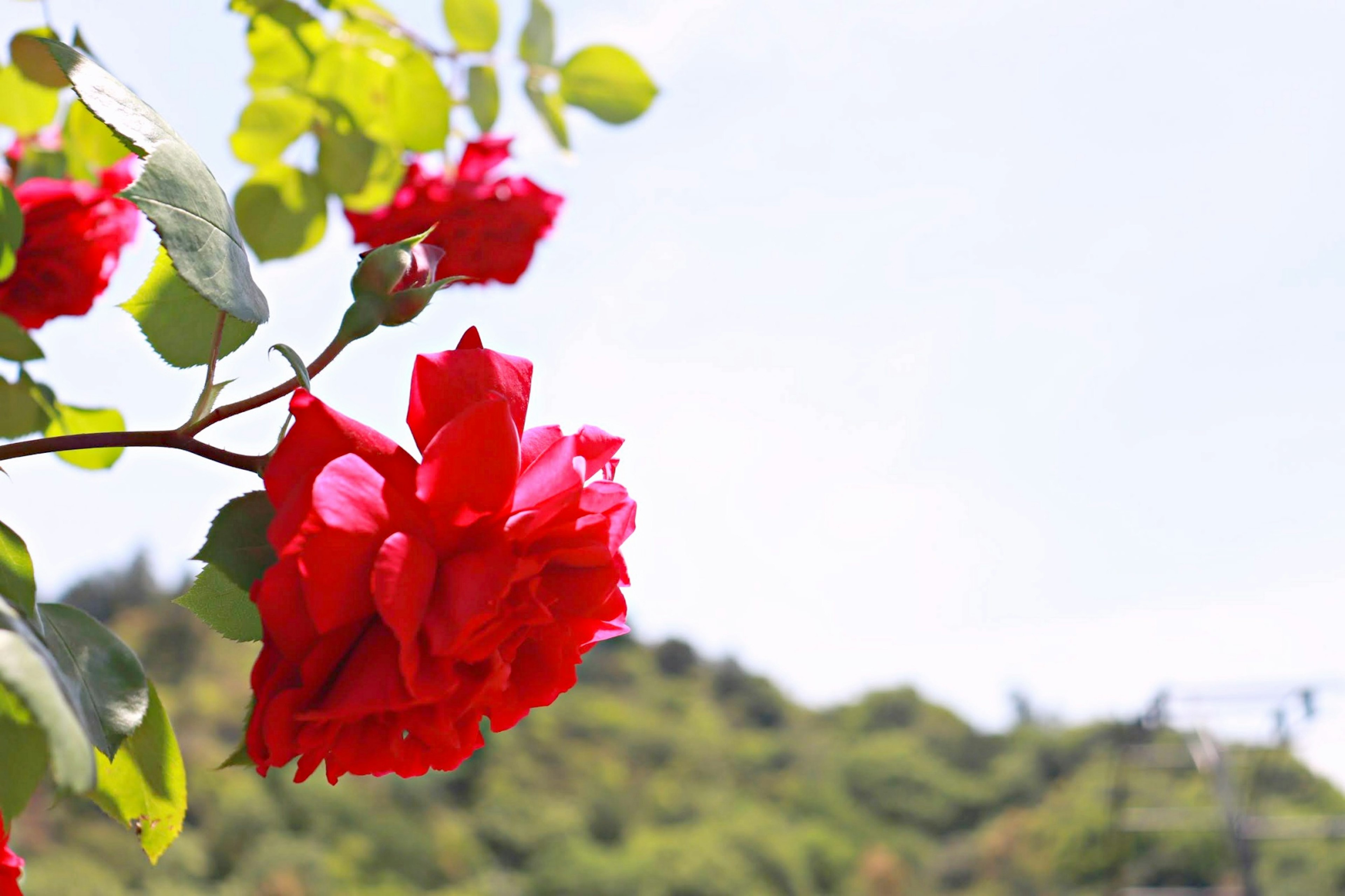 Lebendige rote Rosenblüten mit grünen Blättern vor blauem Himmel