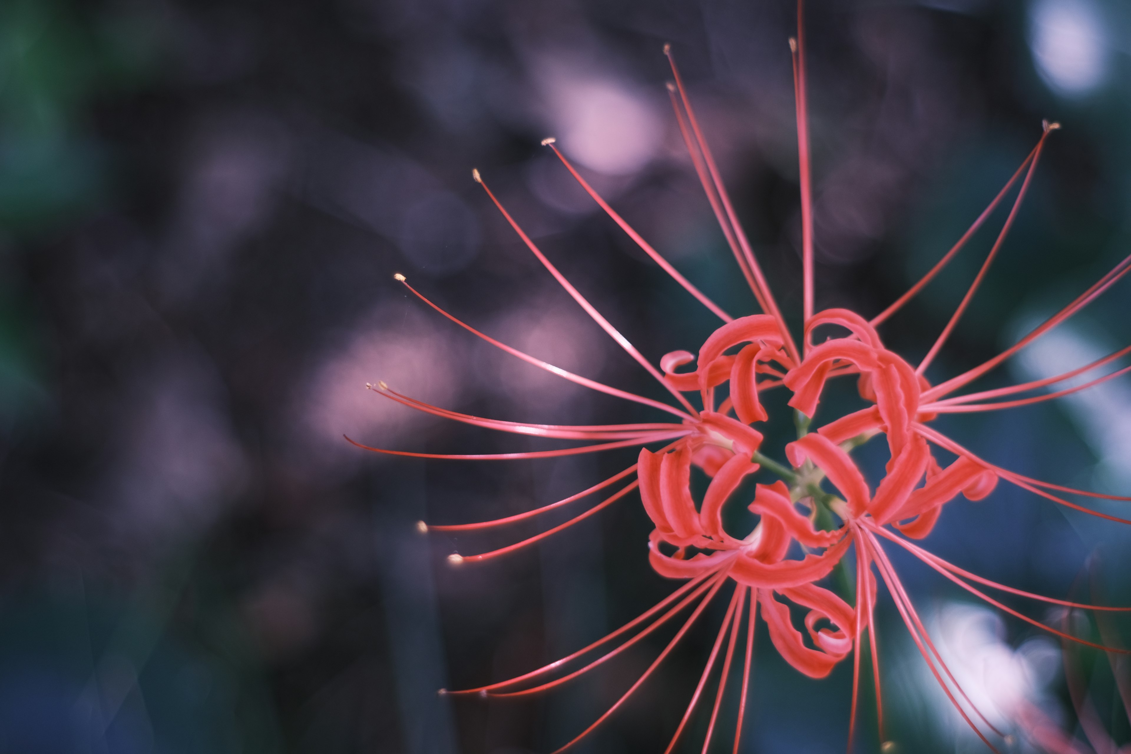 Nahaufnahme einer schönen Blume mit roten Blütenblättern, die nach außen strahlen