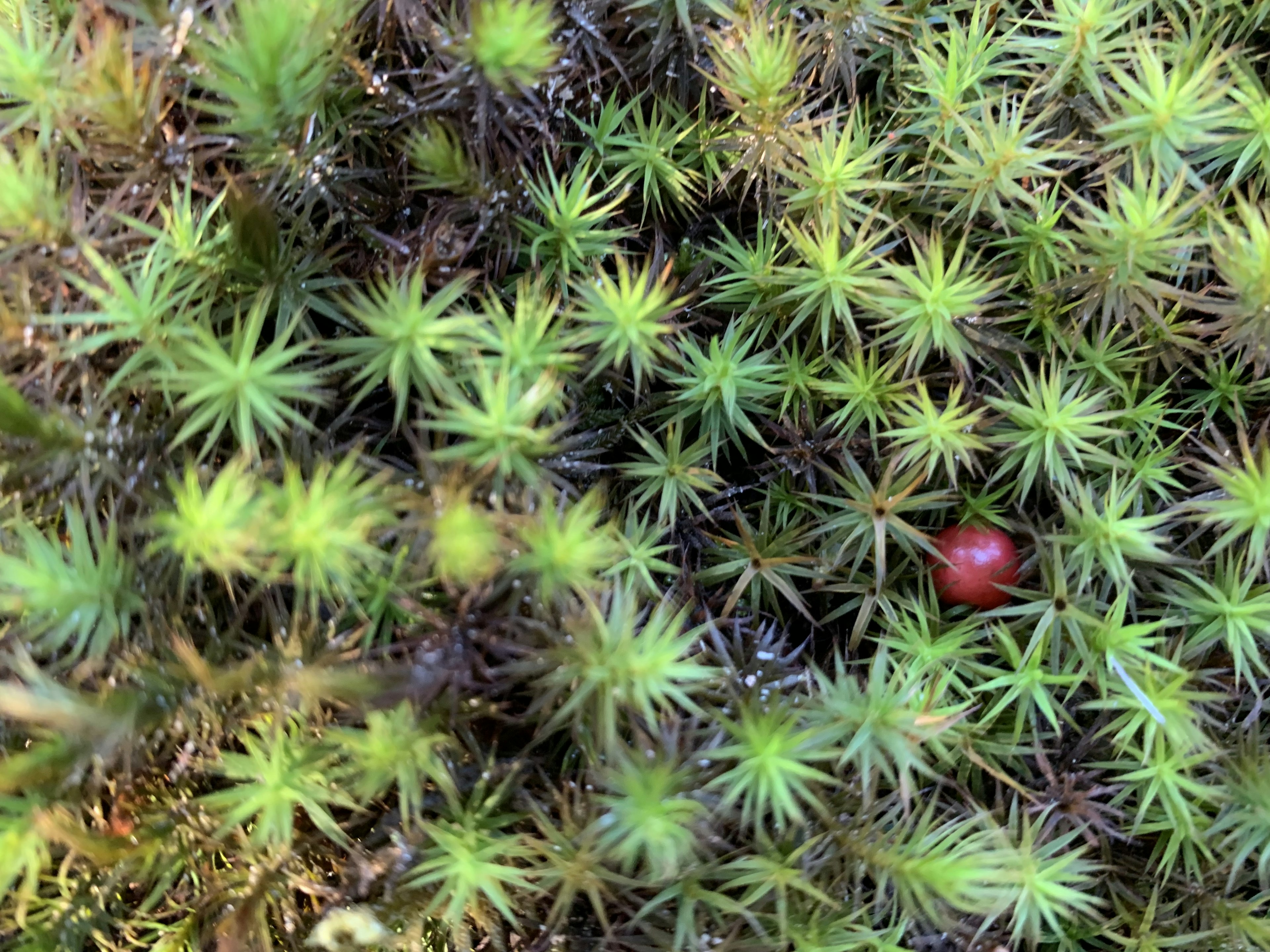 緑の苔の中に赤い小さな物体が見える