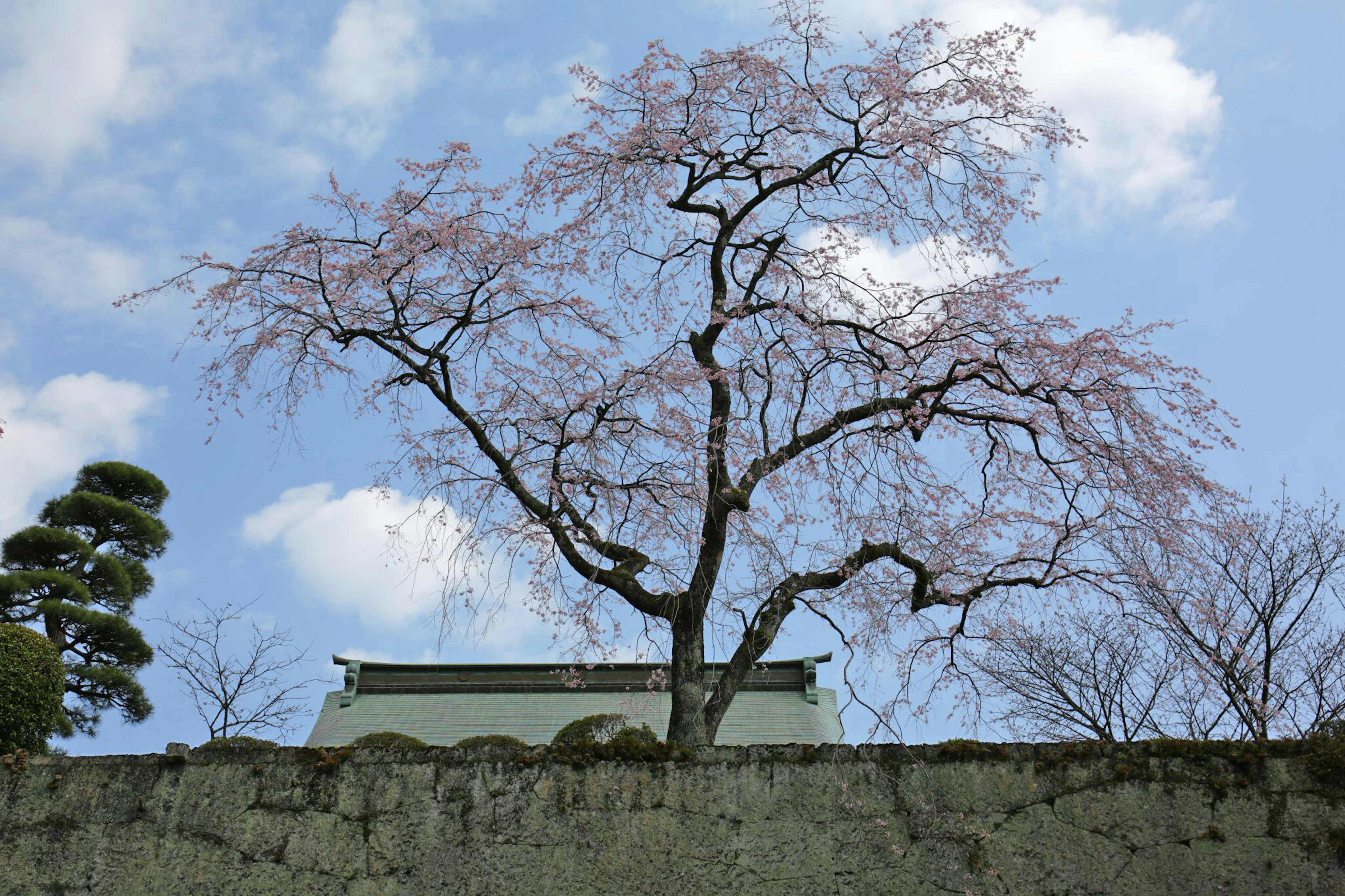 桜の木と青空の風景 古い城の壁が背景にある