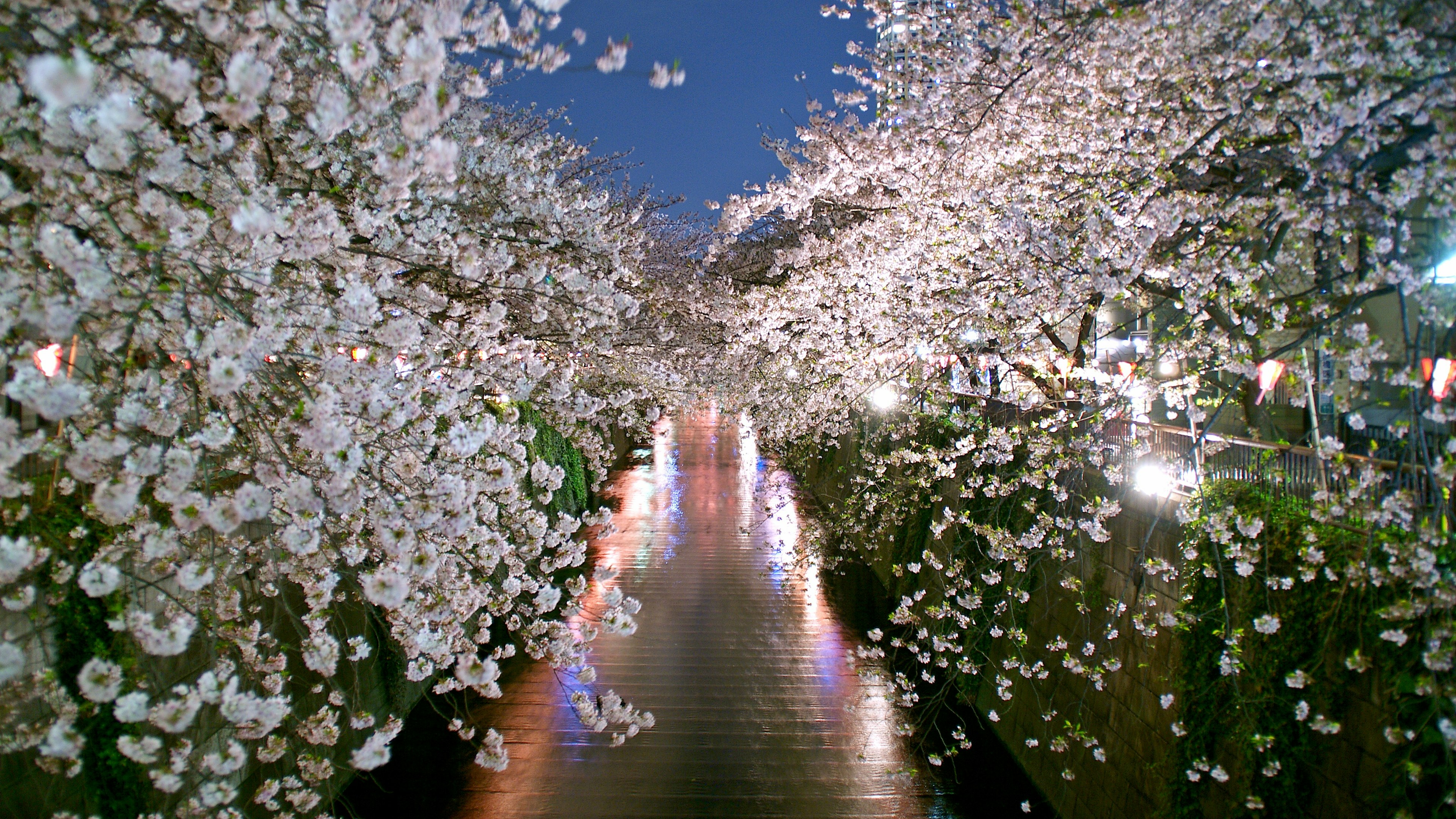 Beautiful cherry blossom trees lining a pathway illuminated at night