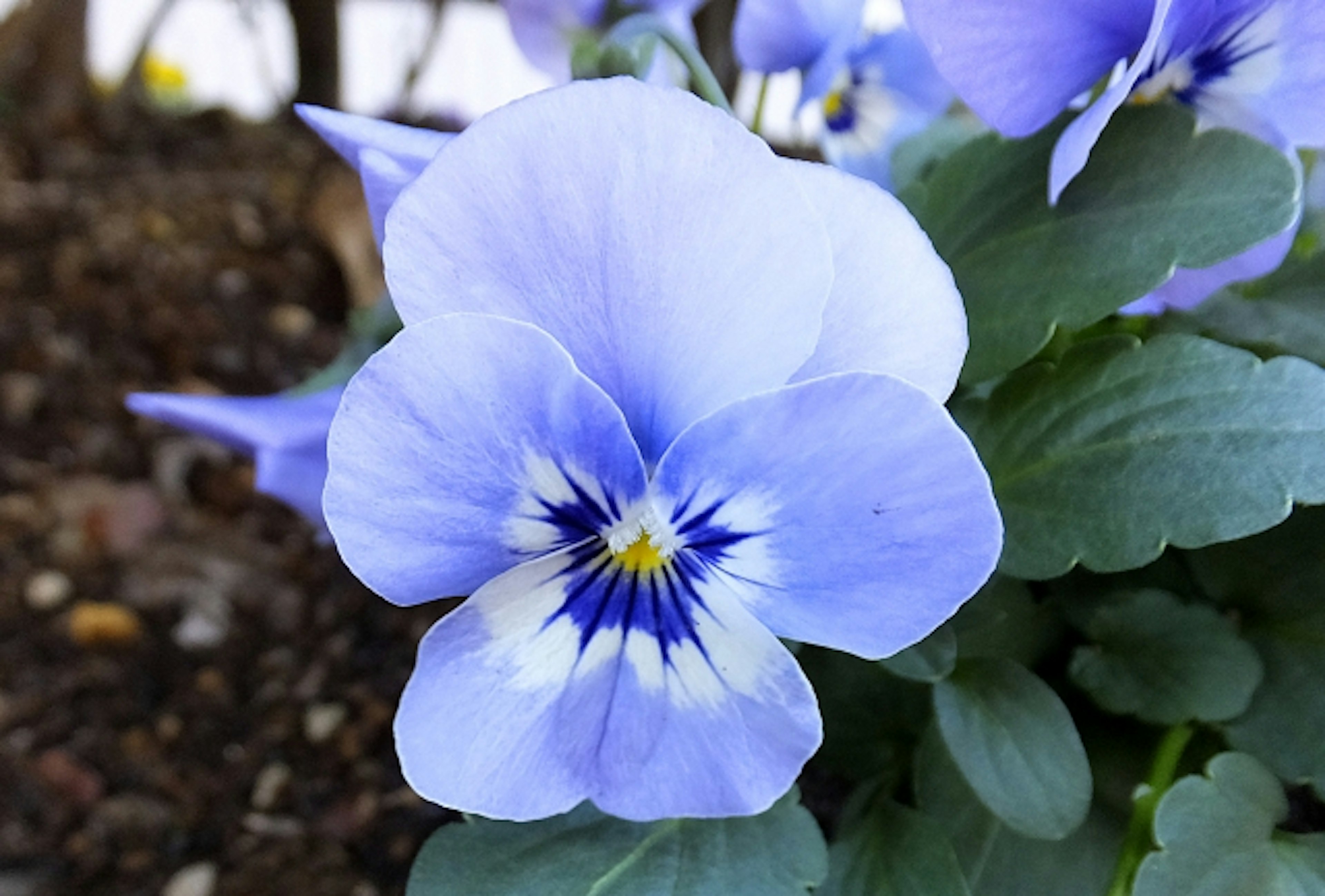 Nahaufnahme einer blauen Stiefmütterchenblüte