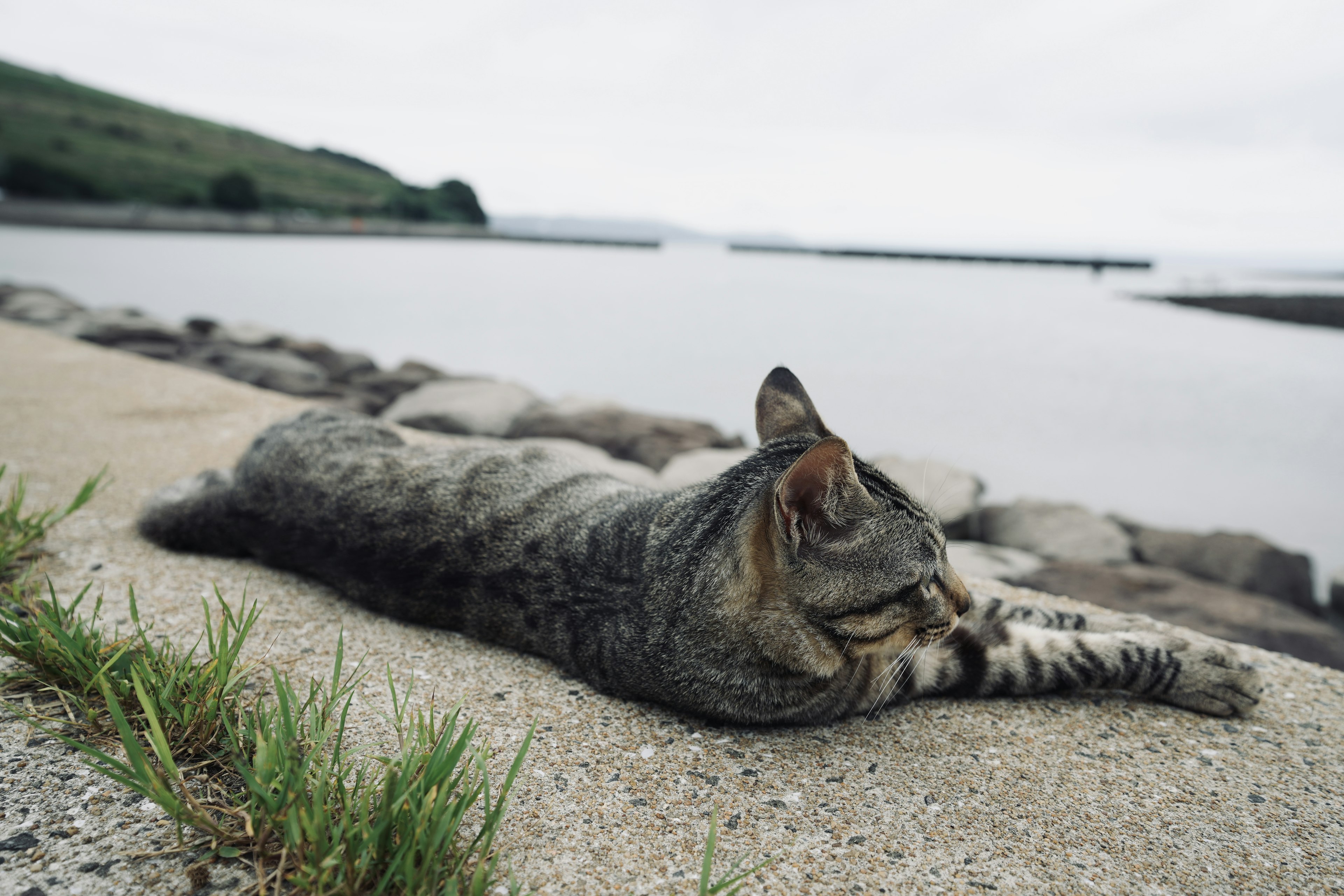 Un chat allongé au bord de l'eau