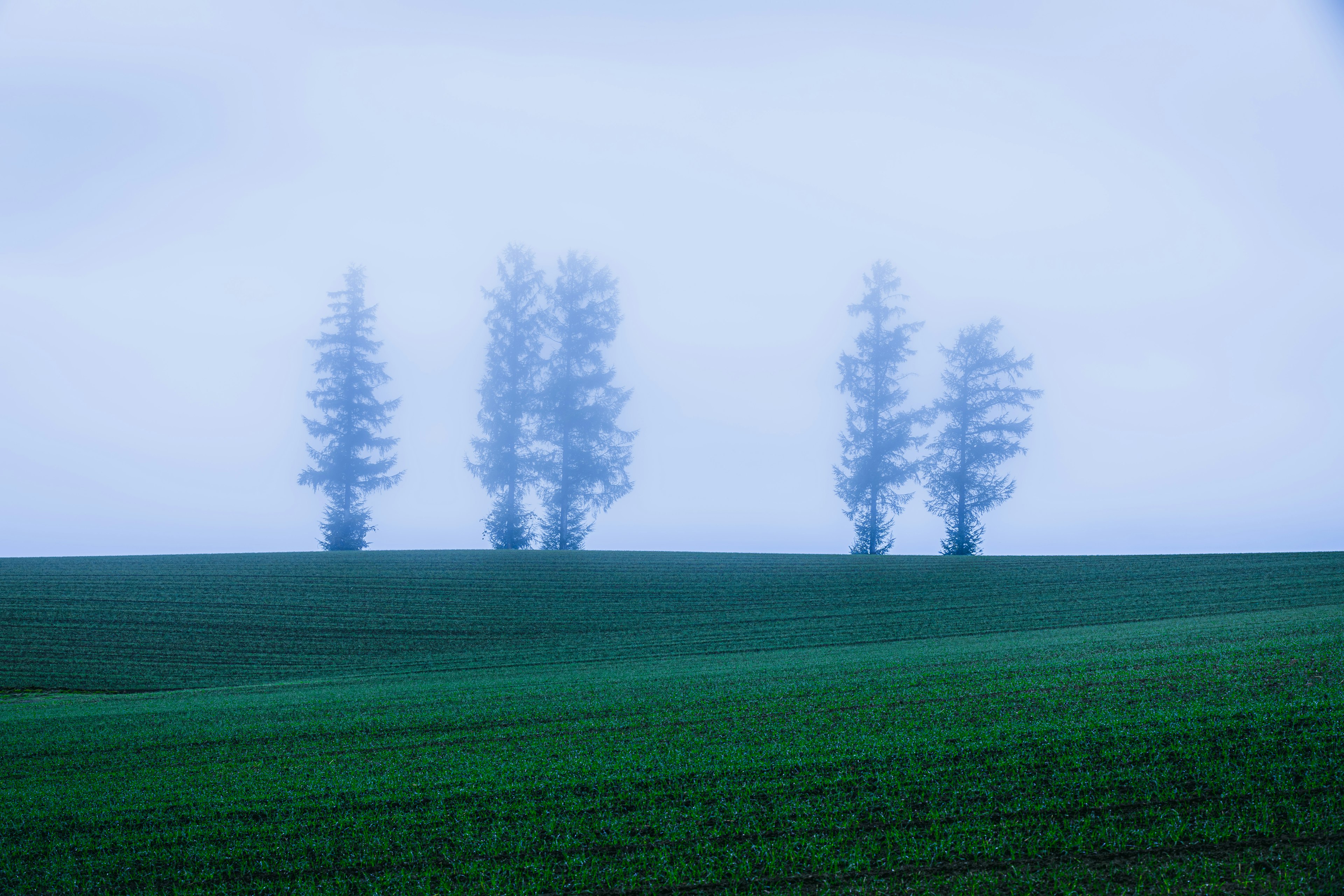 霧の中に立つ四本の木と緑の草地の風景