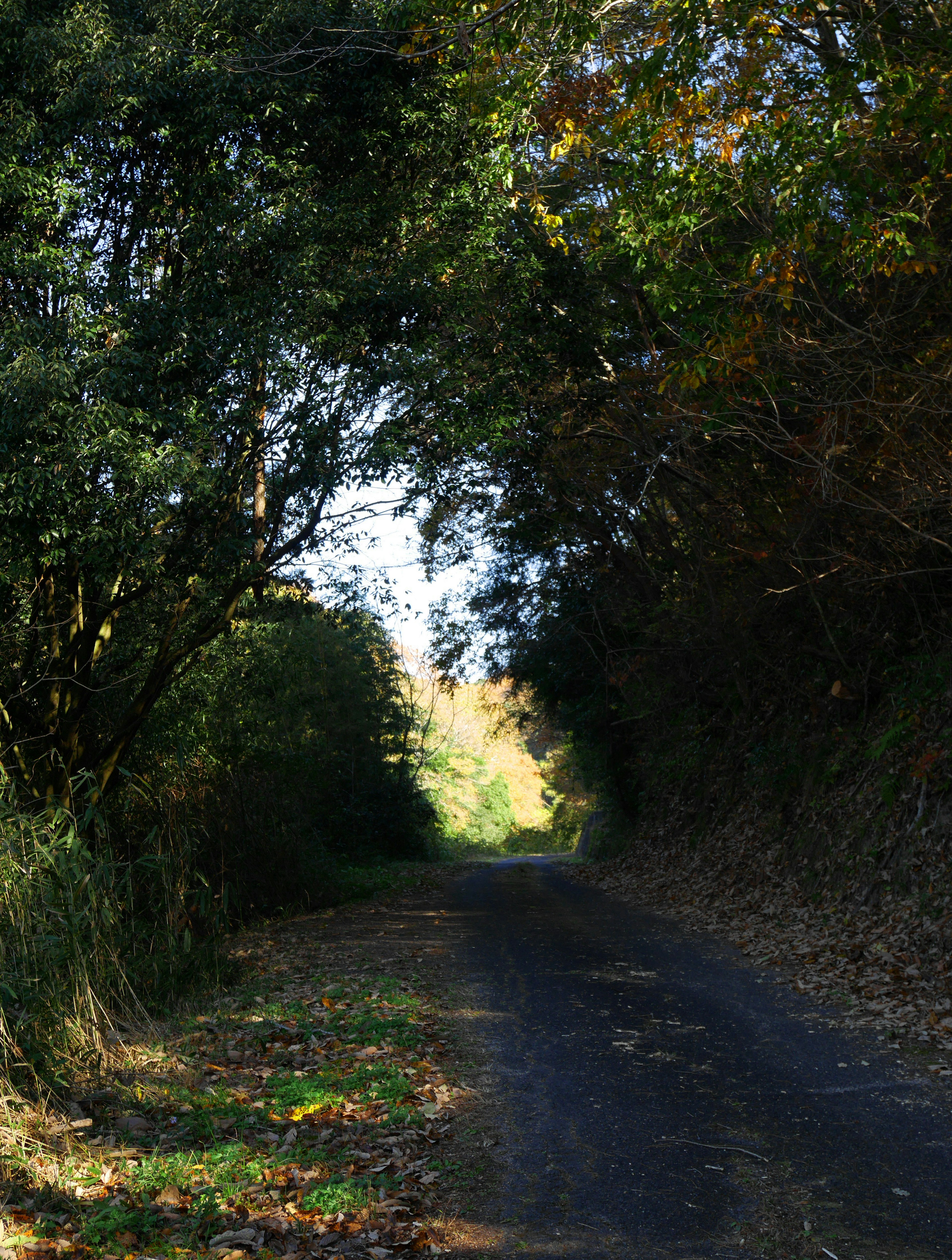 Chemin pittoresque entouré d'arbres verts et de feuillage d'automne