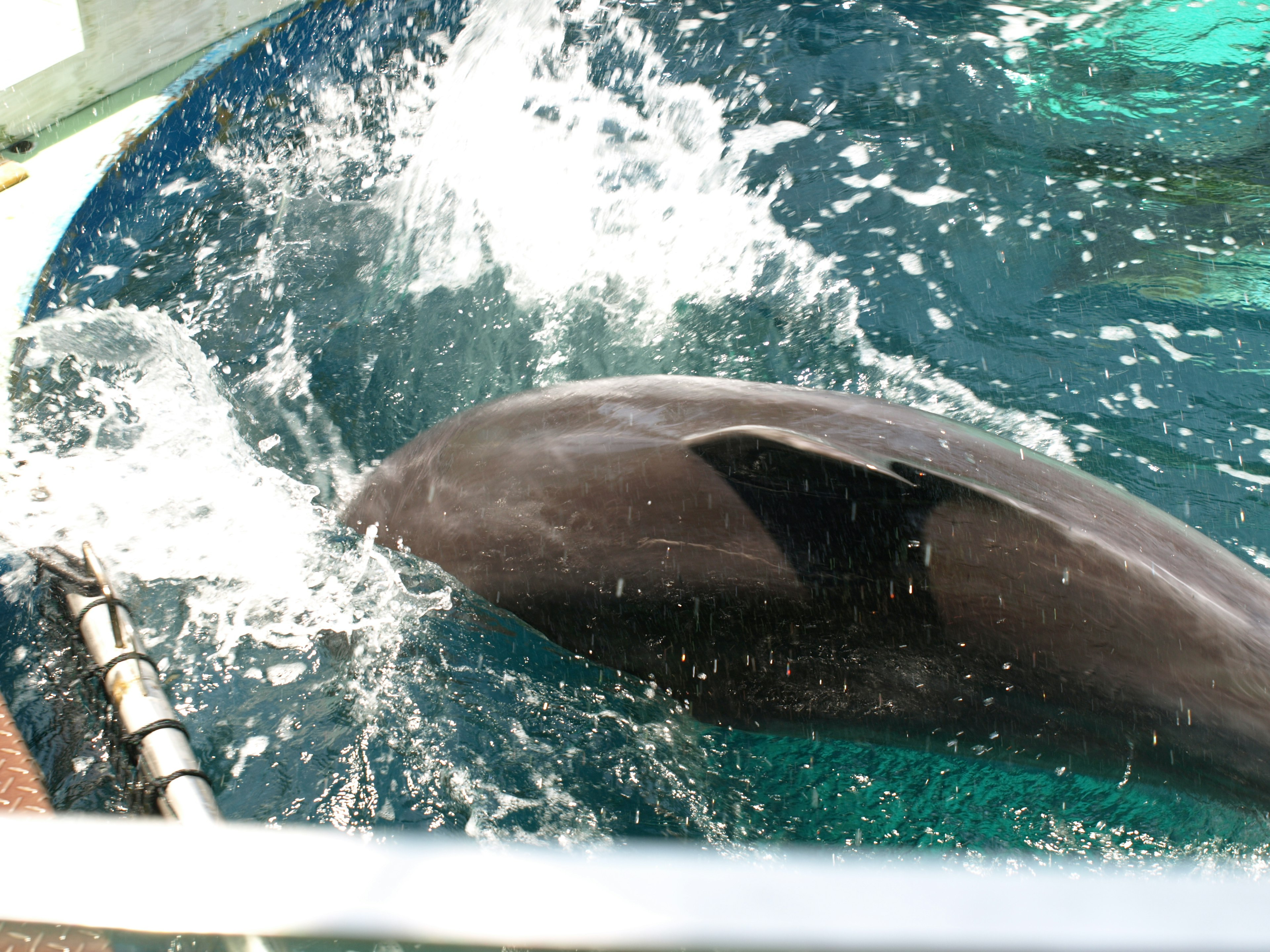 Image du dos d'un dauphin éclaboussant dans l'eau