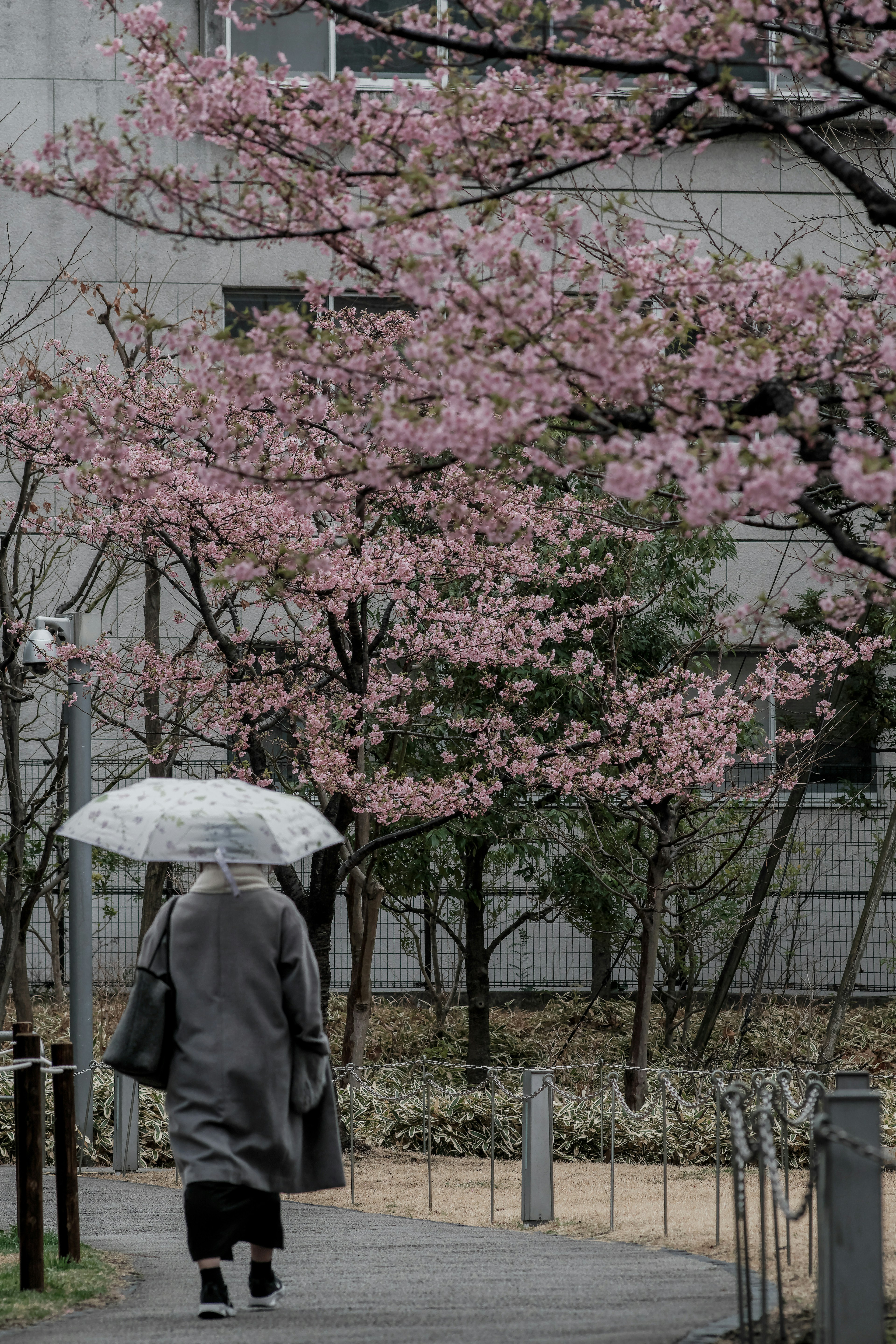 桜の木の下を歩く人と傘