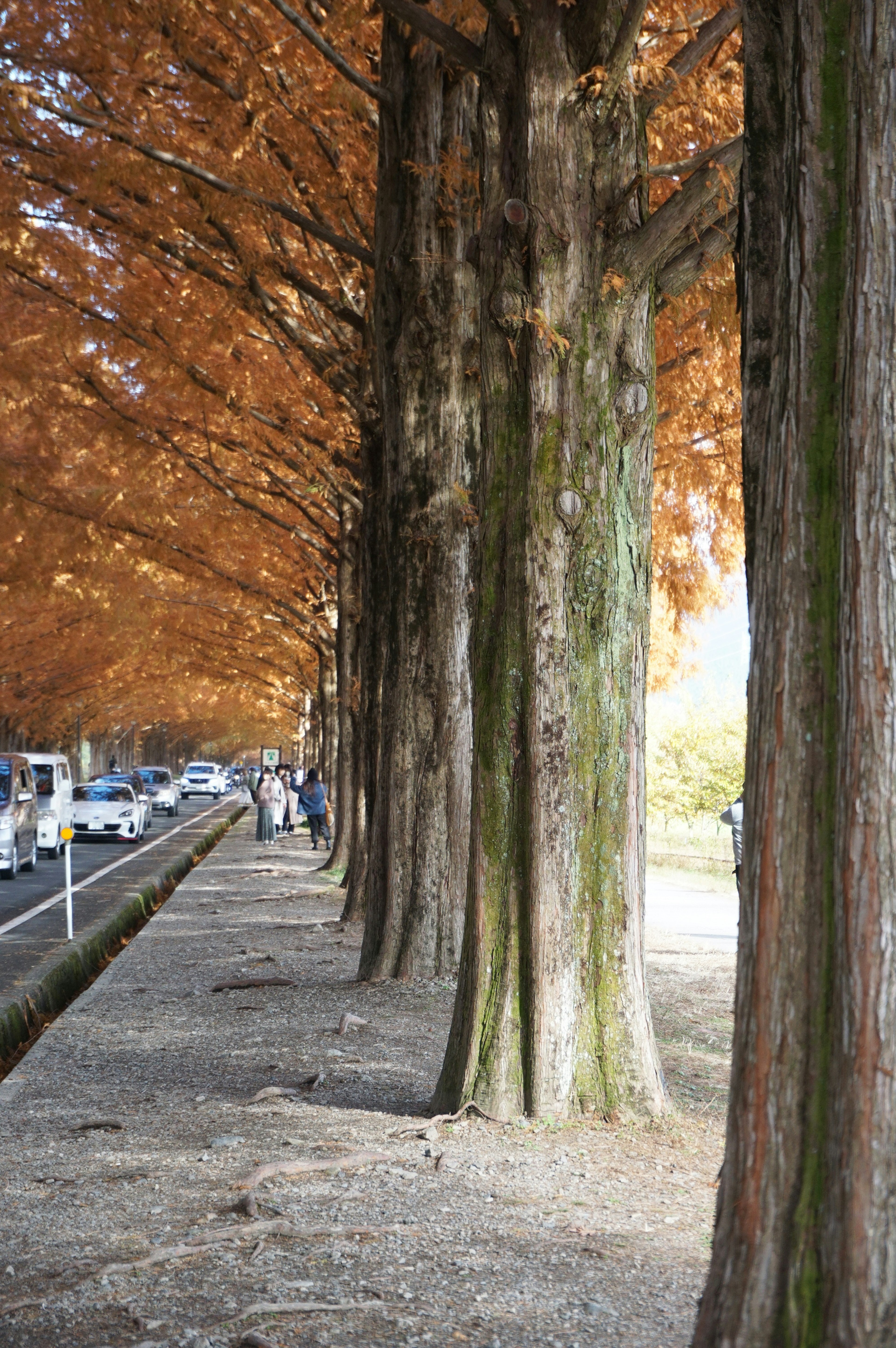 Vista escénica de un camino bordeado de árboles con hojas de otoño naranjas