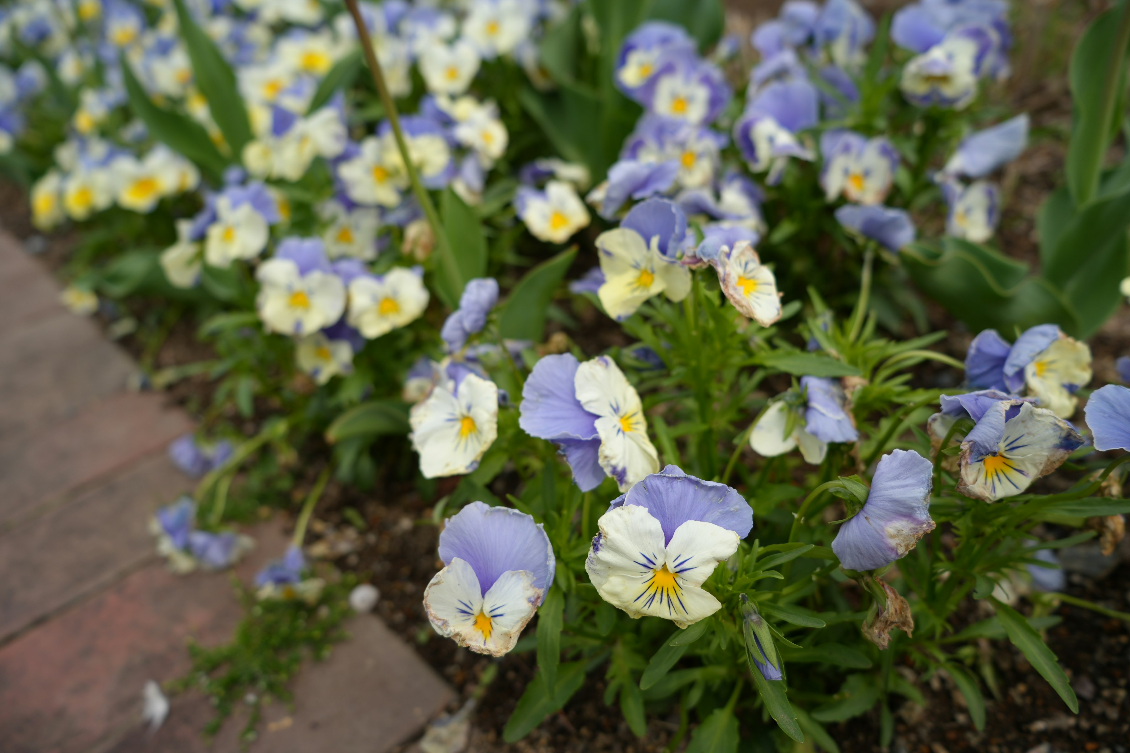 Una scena di giardino con viole e gialle violette che fioriscono lungo un sentiero