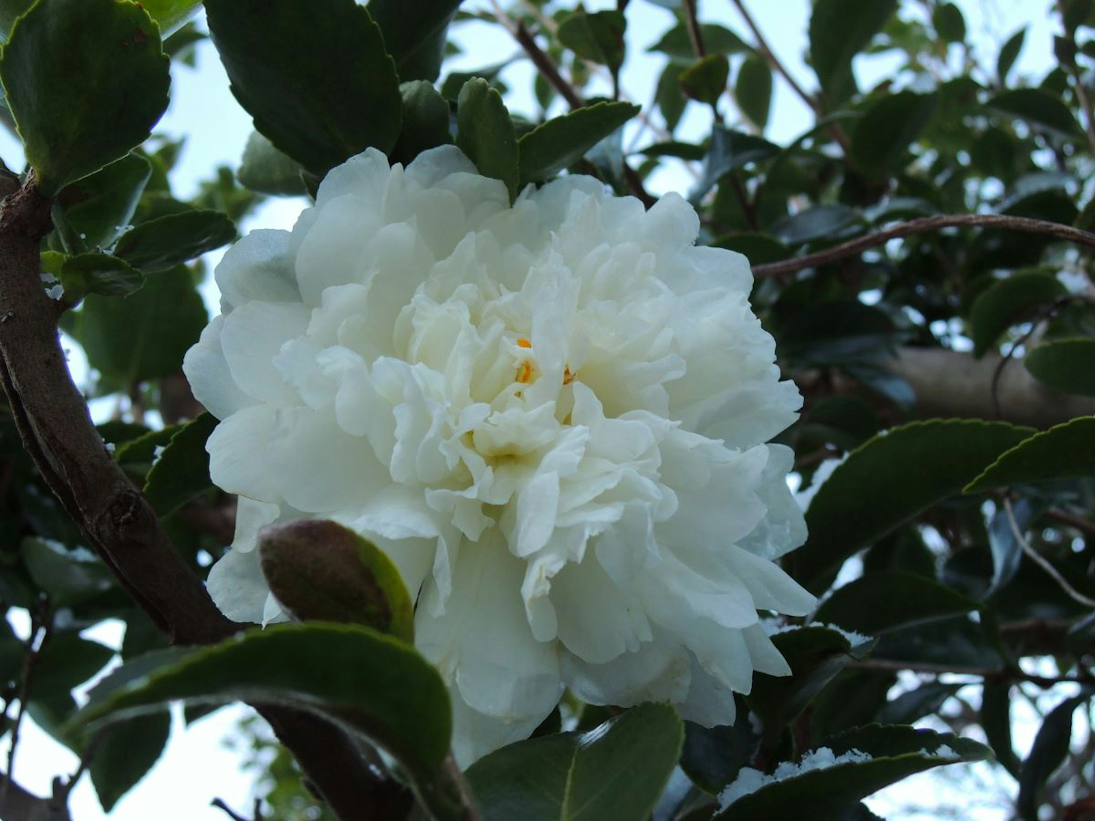 Primo piano di un fiore bianco con foglie verdi su un cespuglio