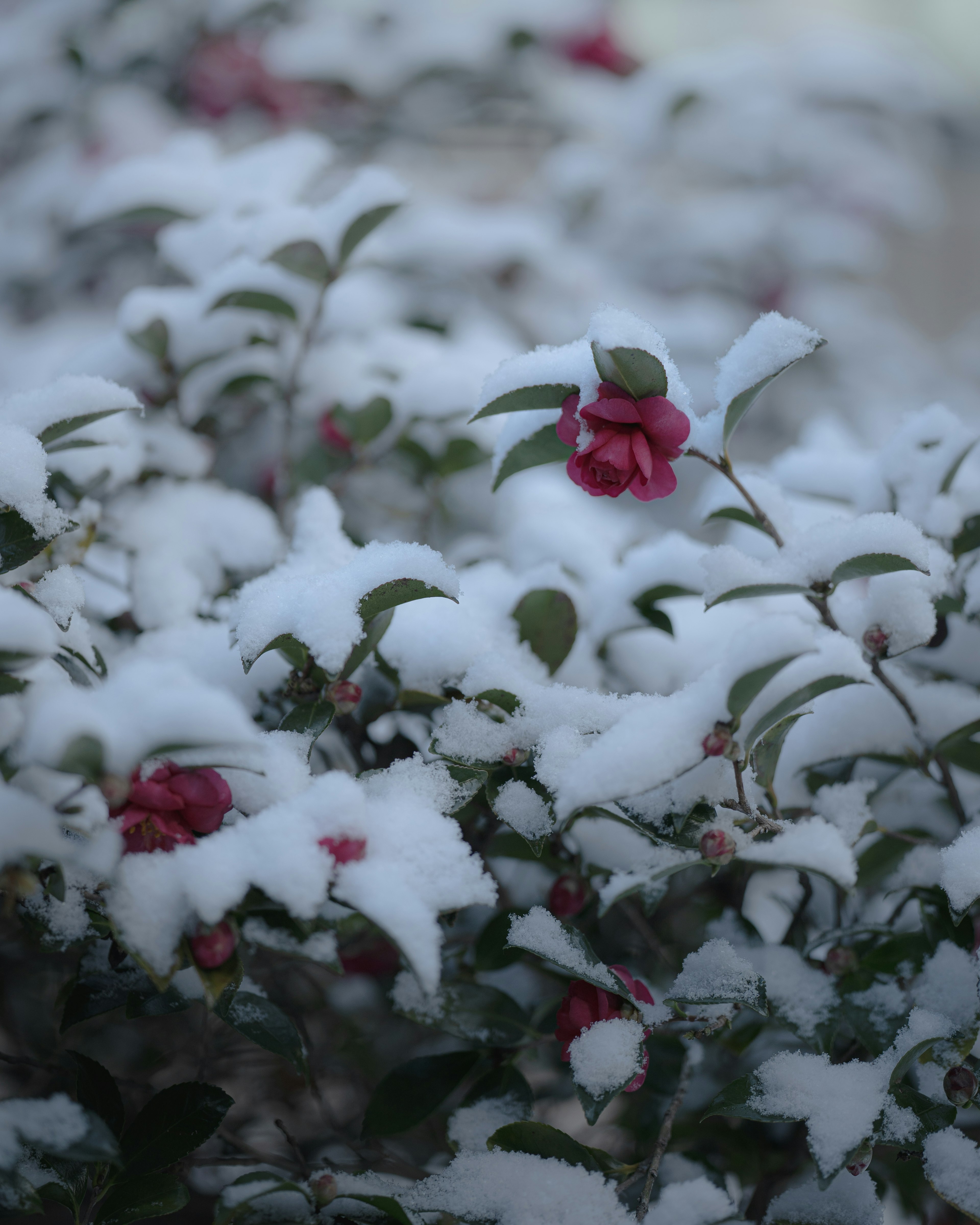 Fleurs et feuilles vertes recouvertes de neige