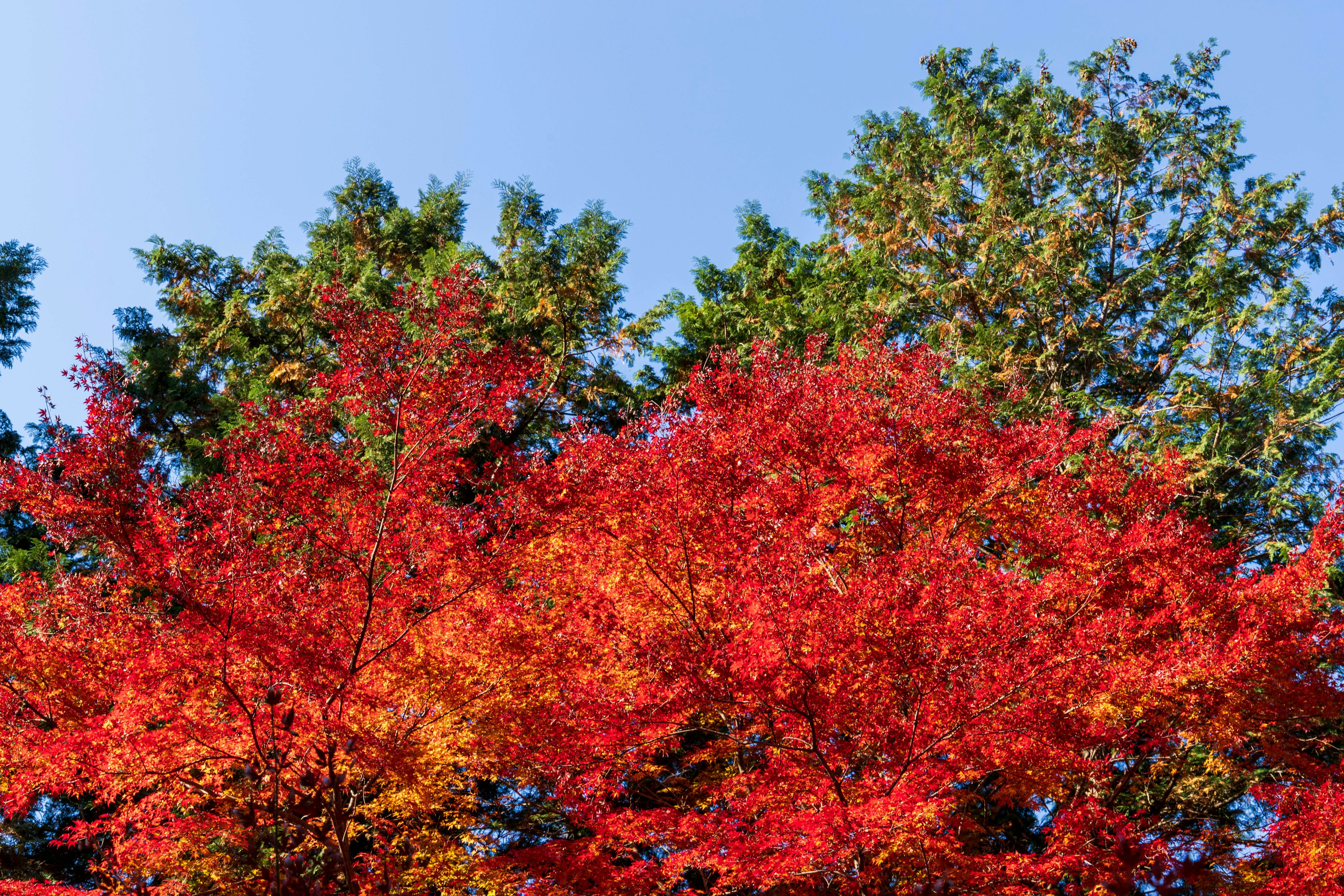 Lebendige rote und orange Herbstblätter breiten sich unter einem blauen Himmel aus