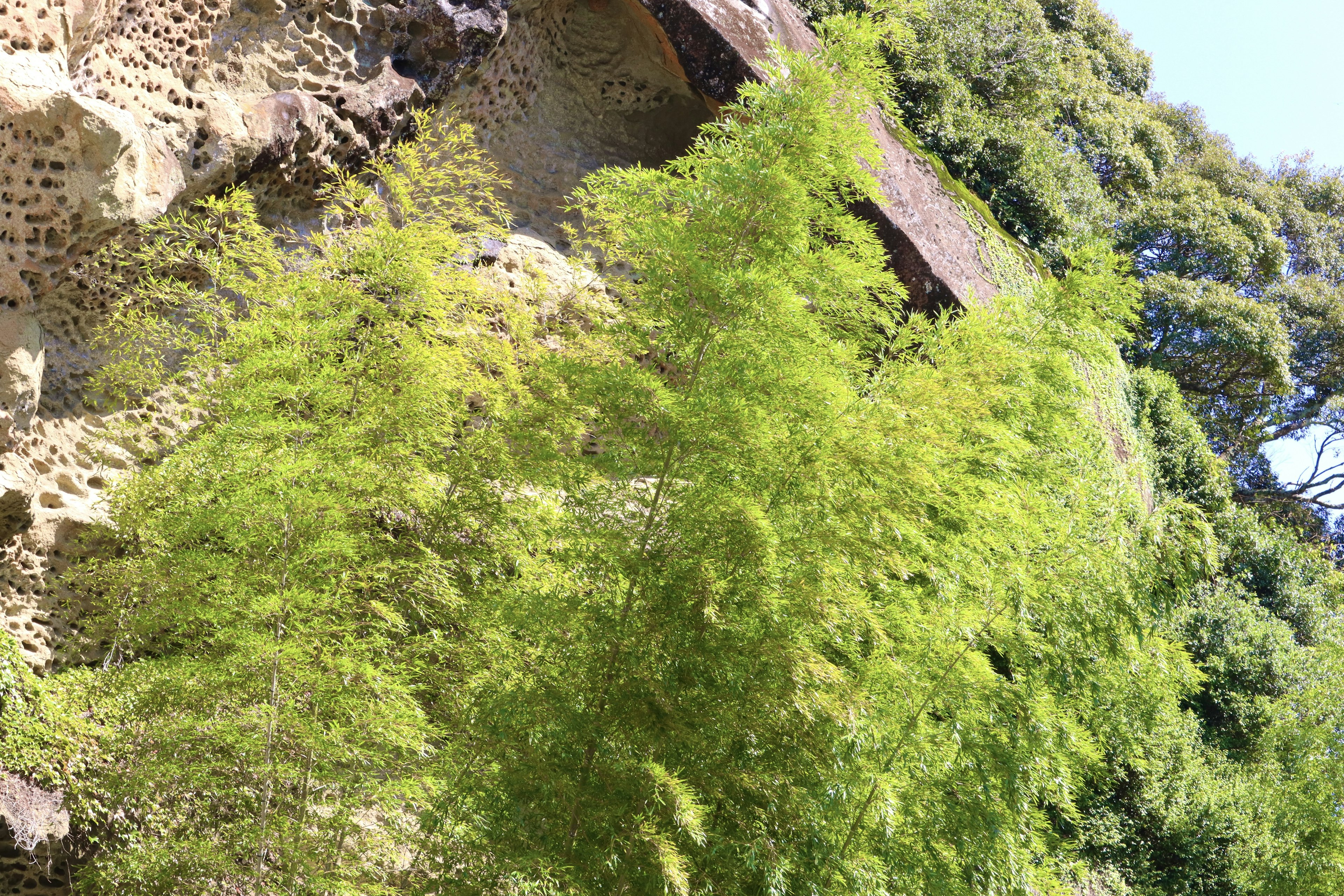 Alberi verdi lussureggianti con sfondo roccioso