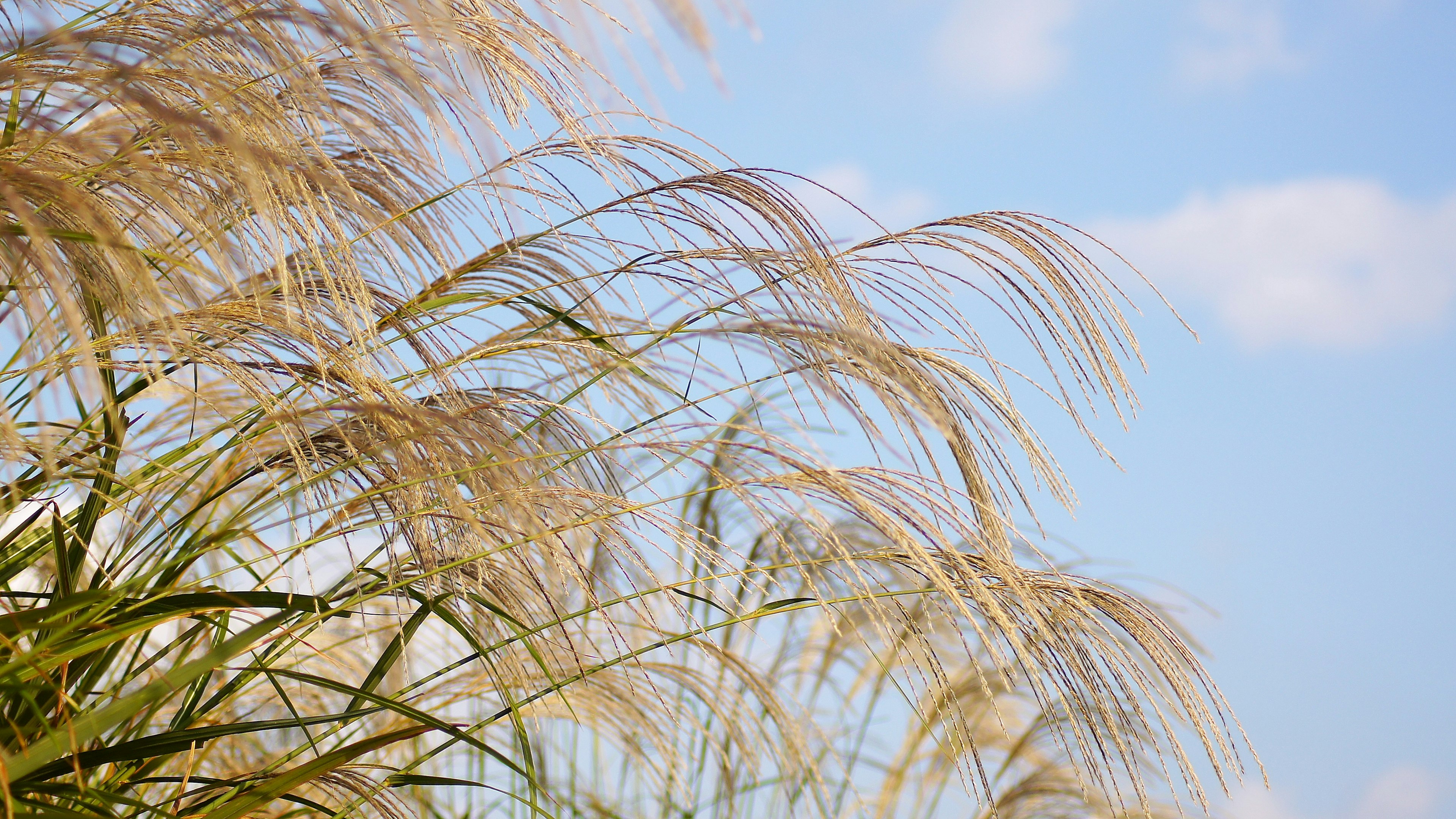 A beautiful grass landscape swaying under a blue sky