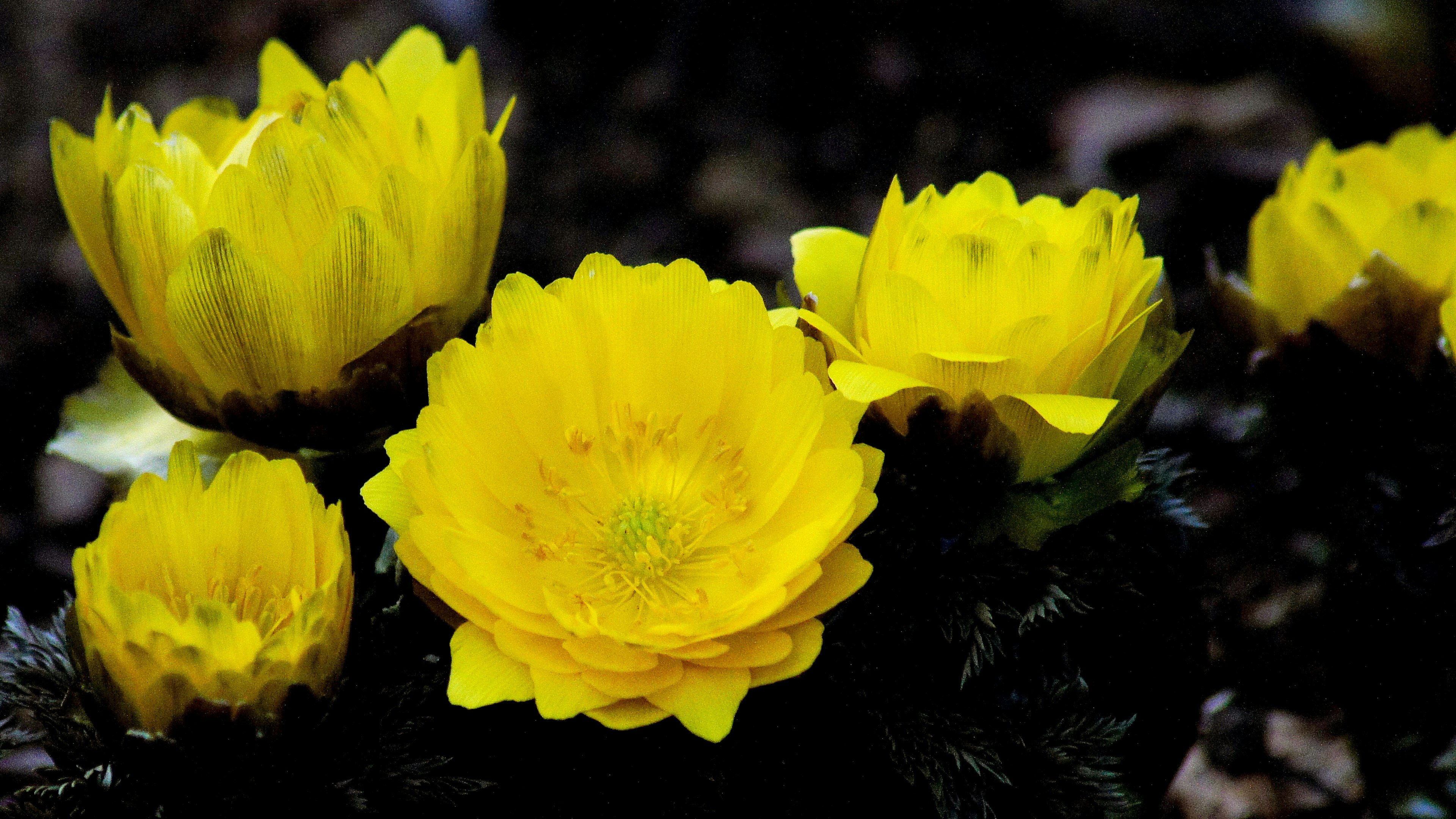 Lebendige gelbe Blumen blühen in Gruppen