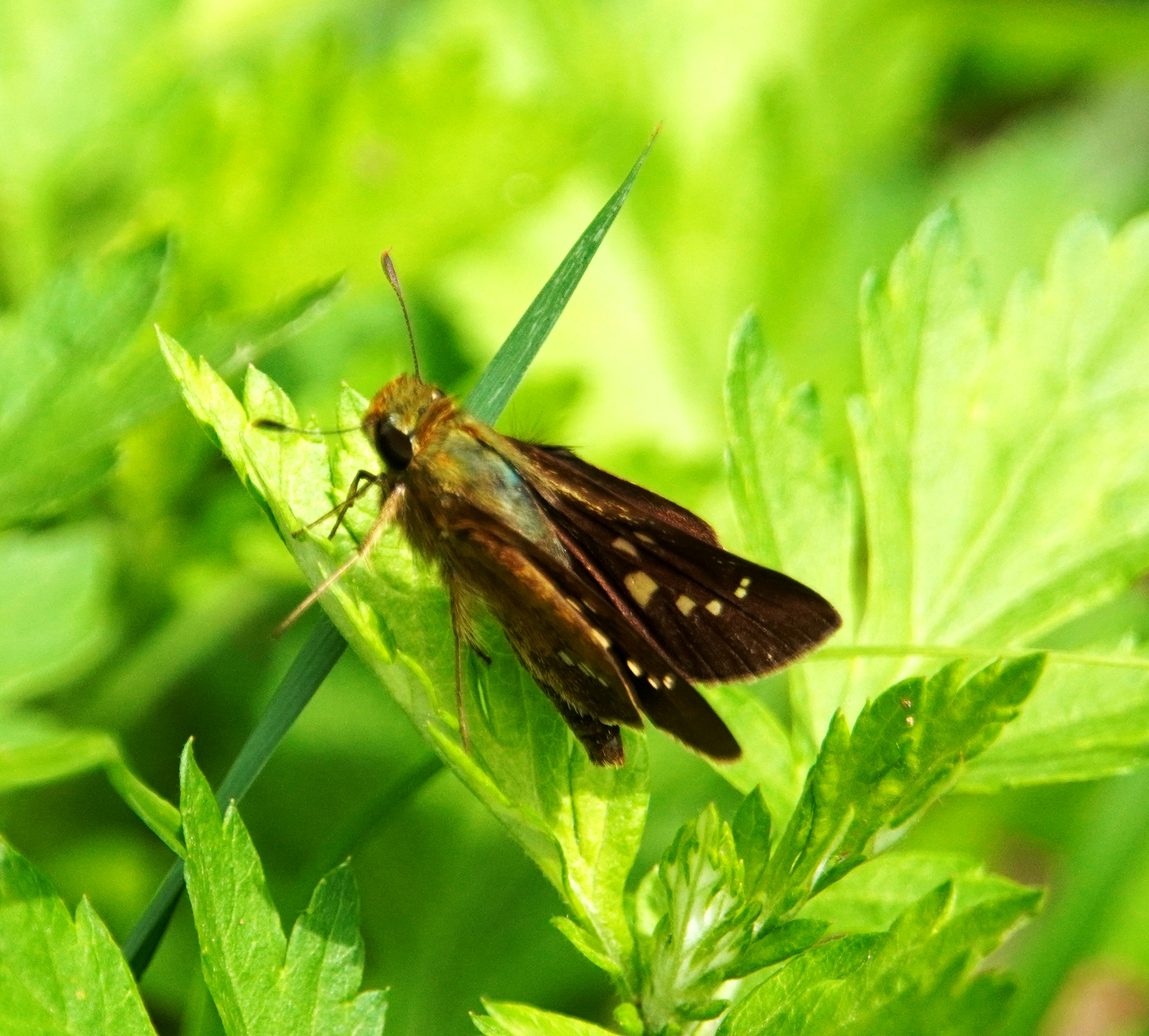 Brauner Schmetterling ruht auf grünen Blättern