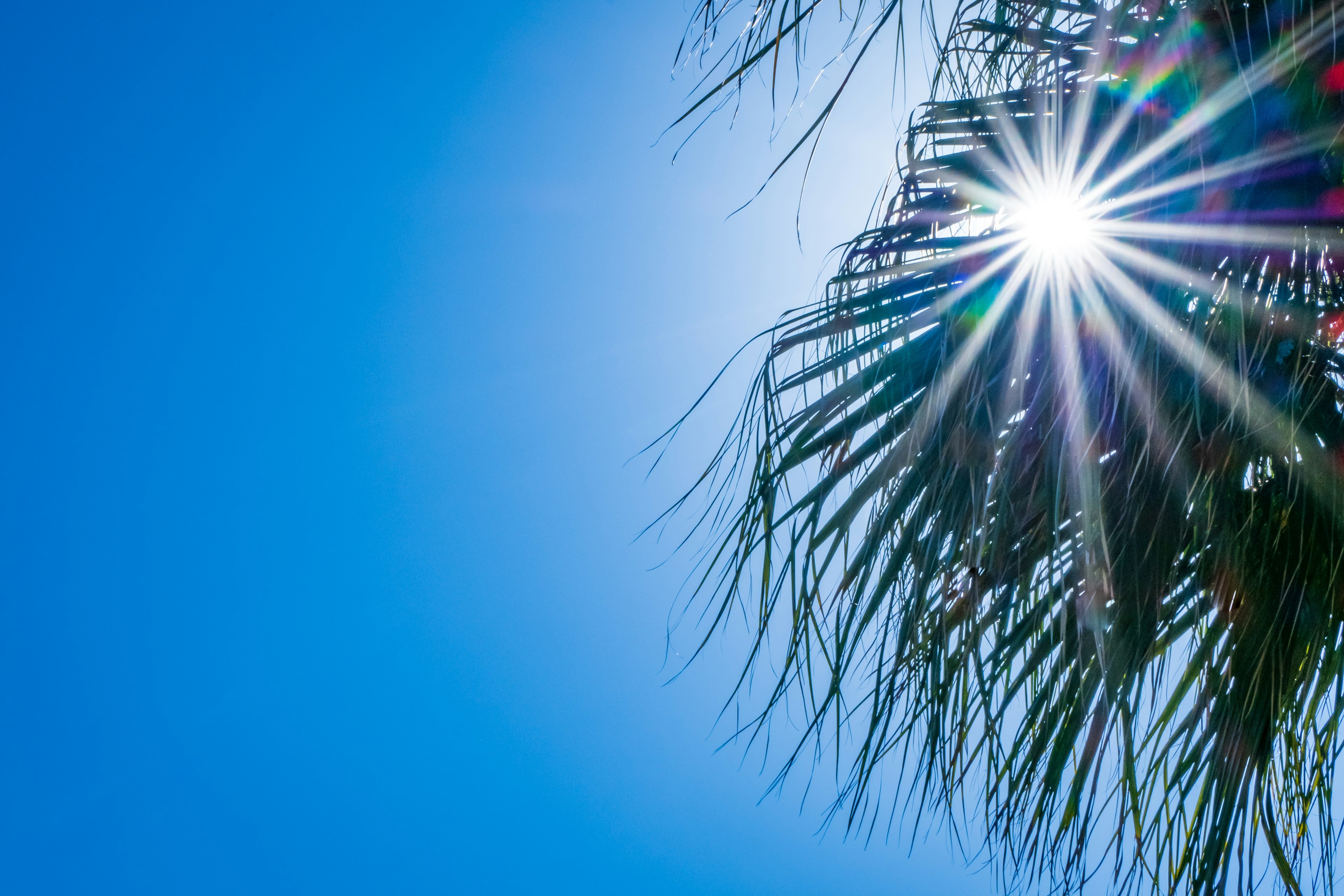 Sun shining brightly through palm leaves against a clear blue sky