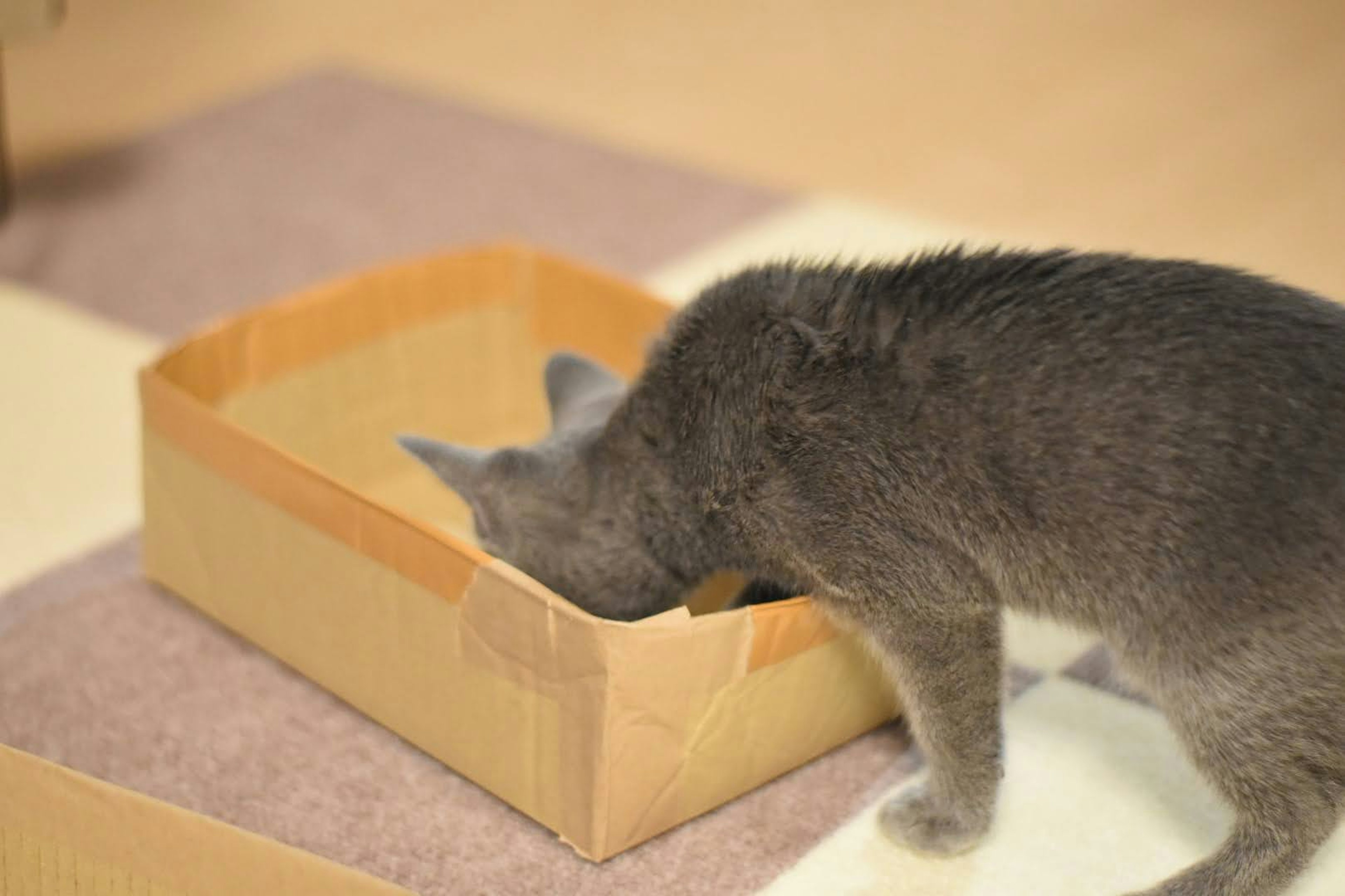 Kucing abu-abu dengan kepala di dalam kotak kardus