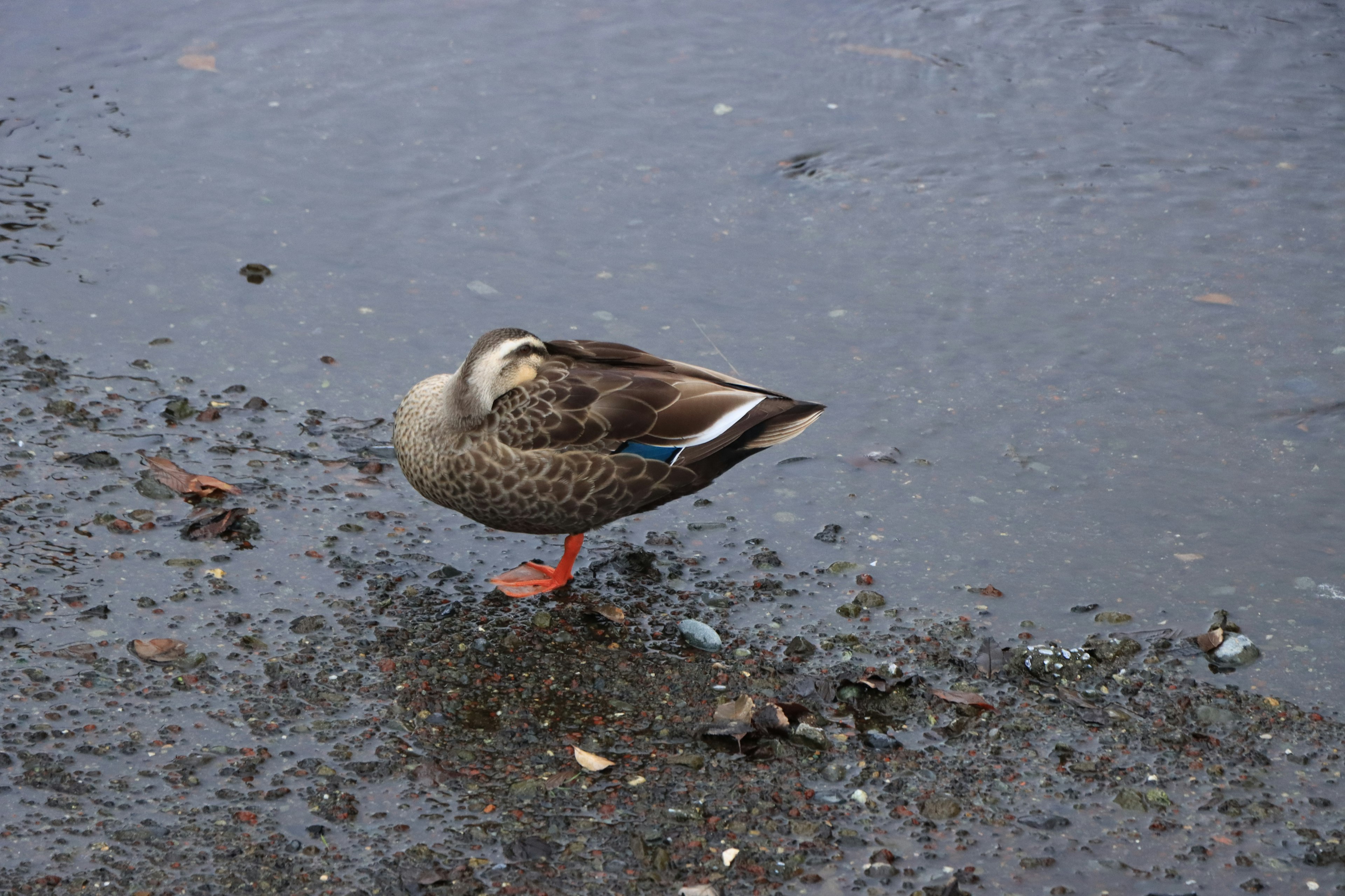 Eine Stockente steht am Wasser