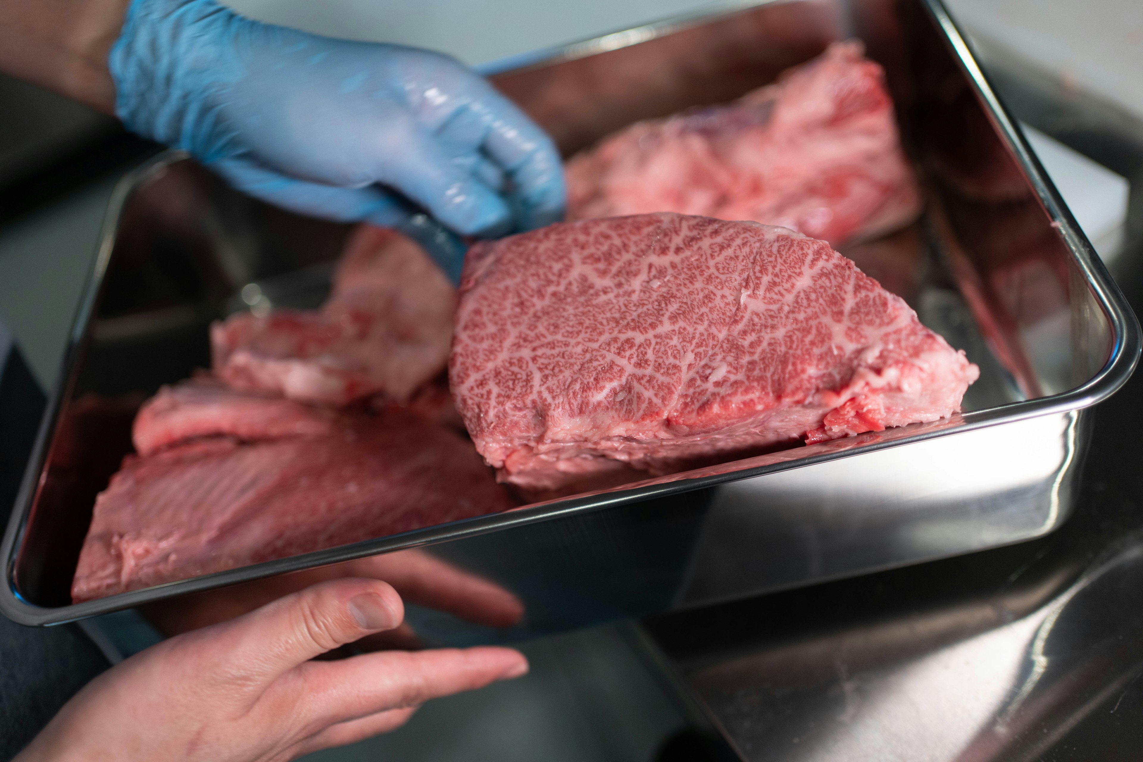 Manos con guantes azules sosteniendo una bandeja de cortes de carne veteada