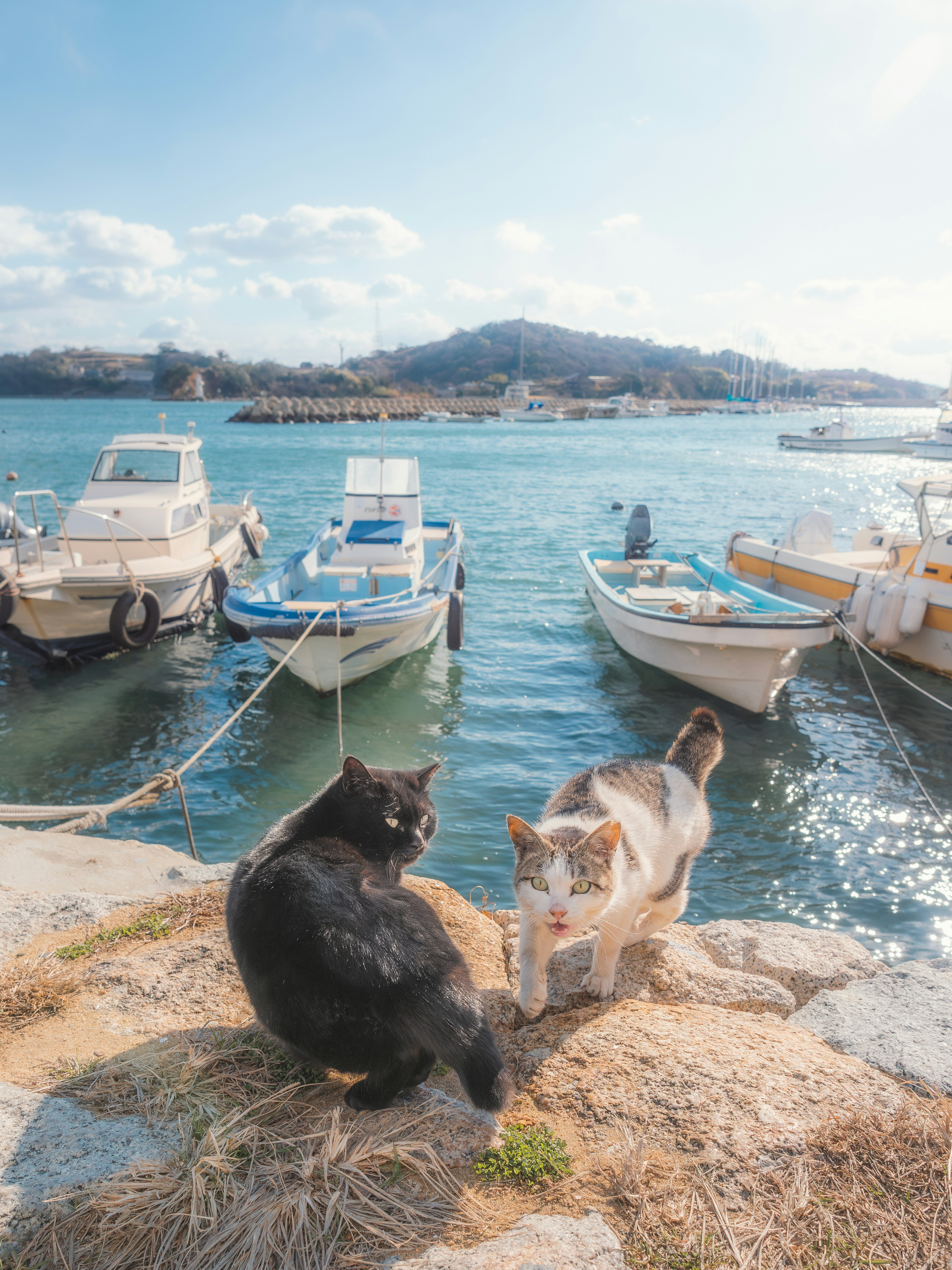 Due gatti, uno nero e uno bianco, vicino a barche in un porto