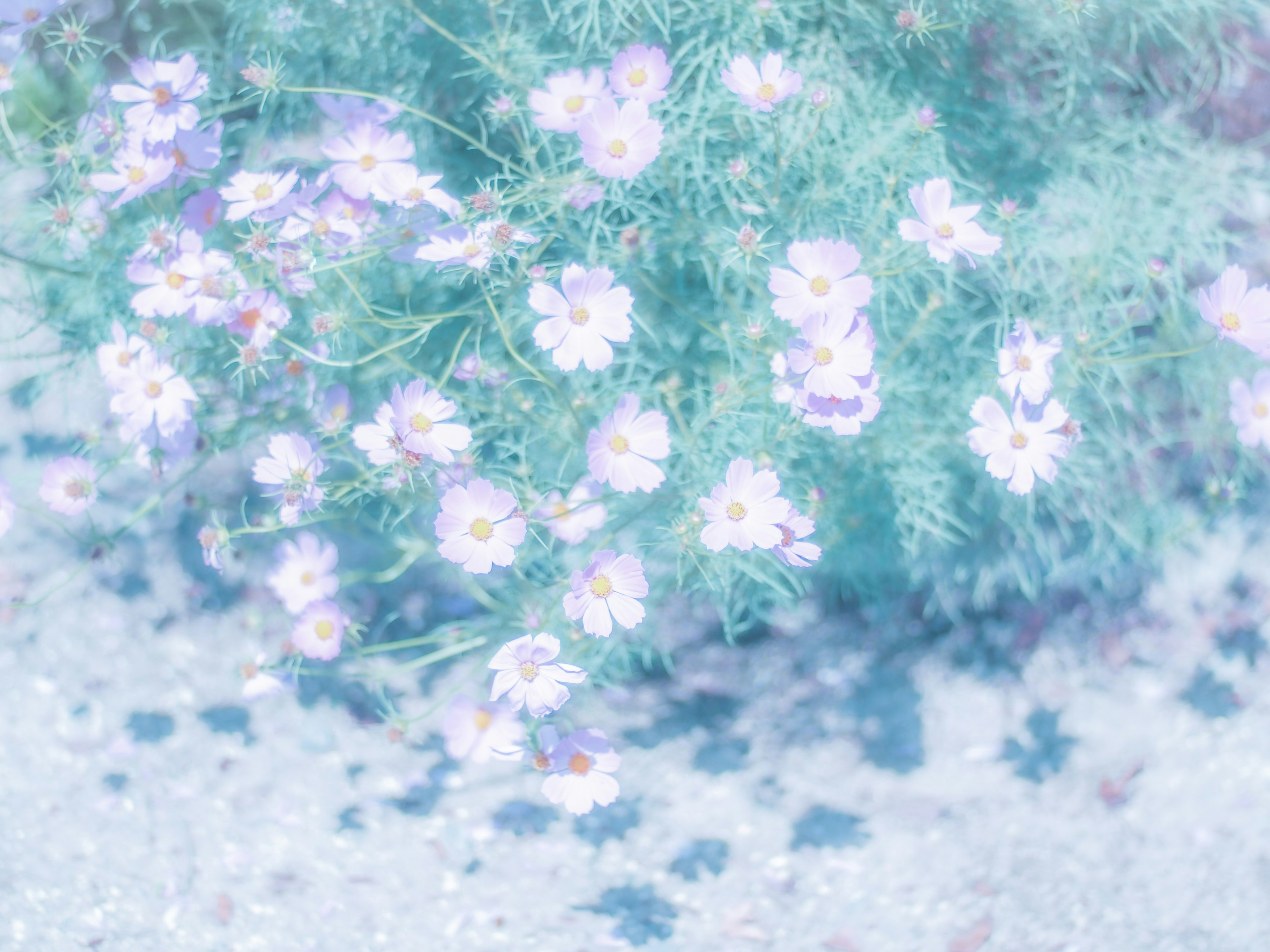 A beautiful landscape with soft-colored flowers blooming on a grassy area