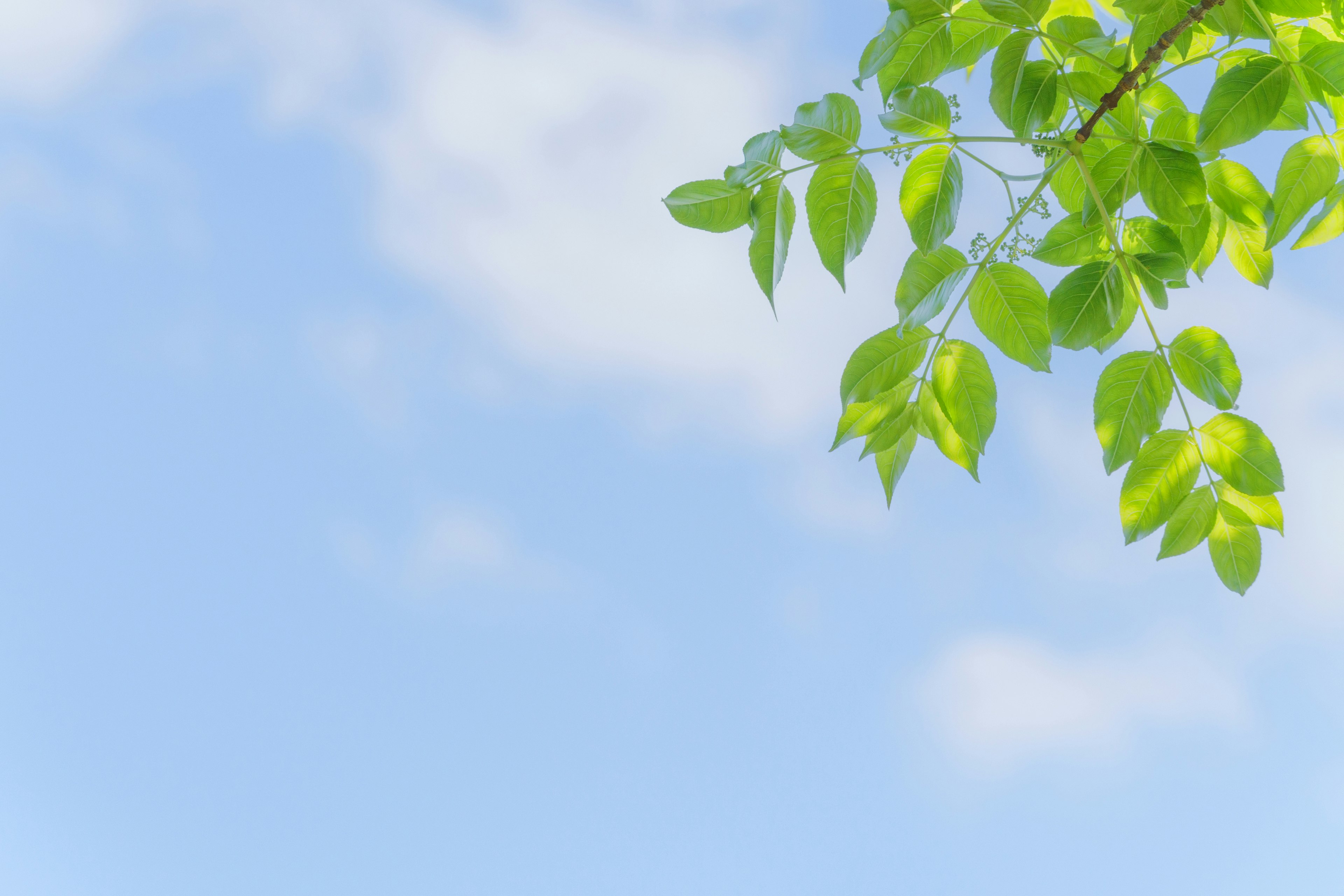 A branch with green leaves under a blue sky