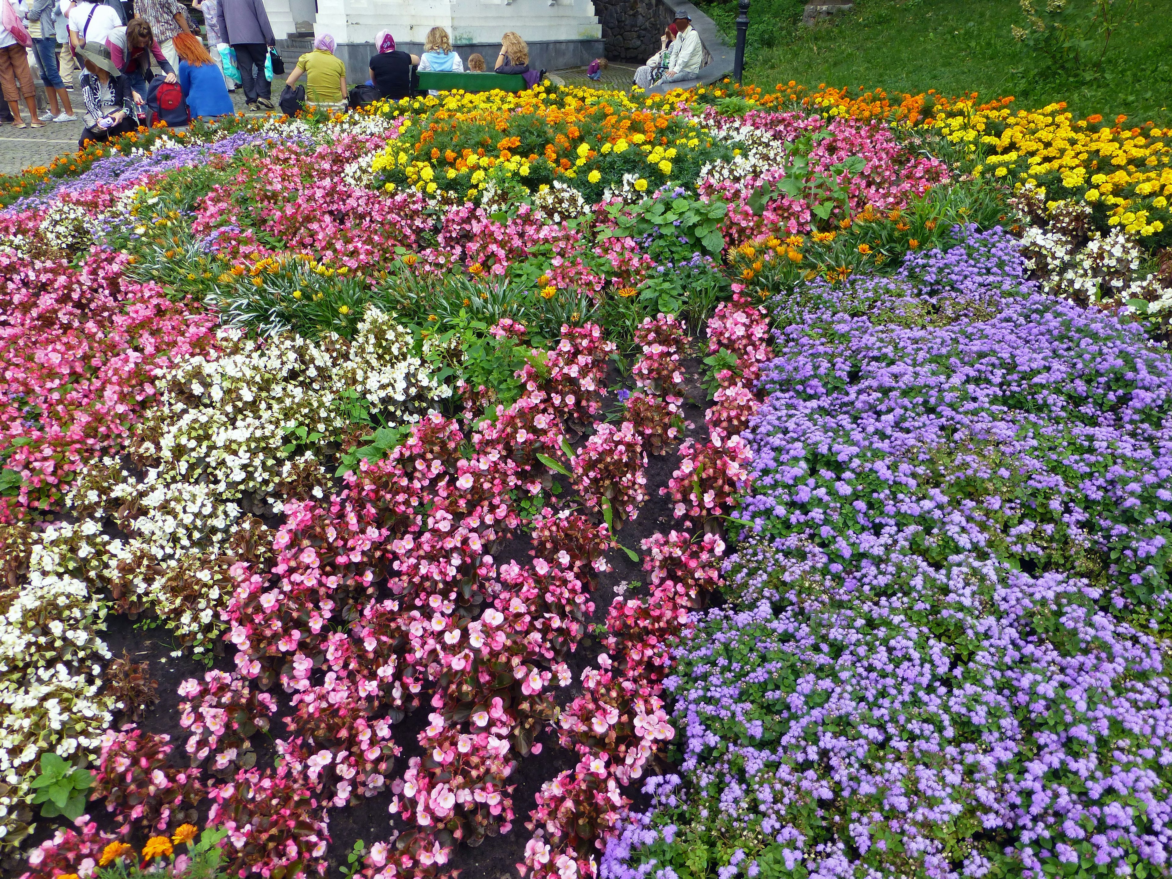 Buntes Blumenbeet mit verschiedenen blühenden Blumen