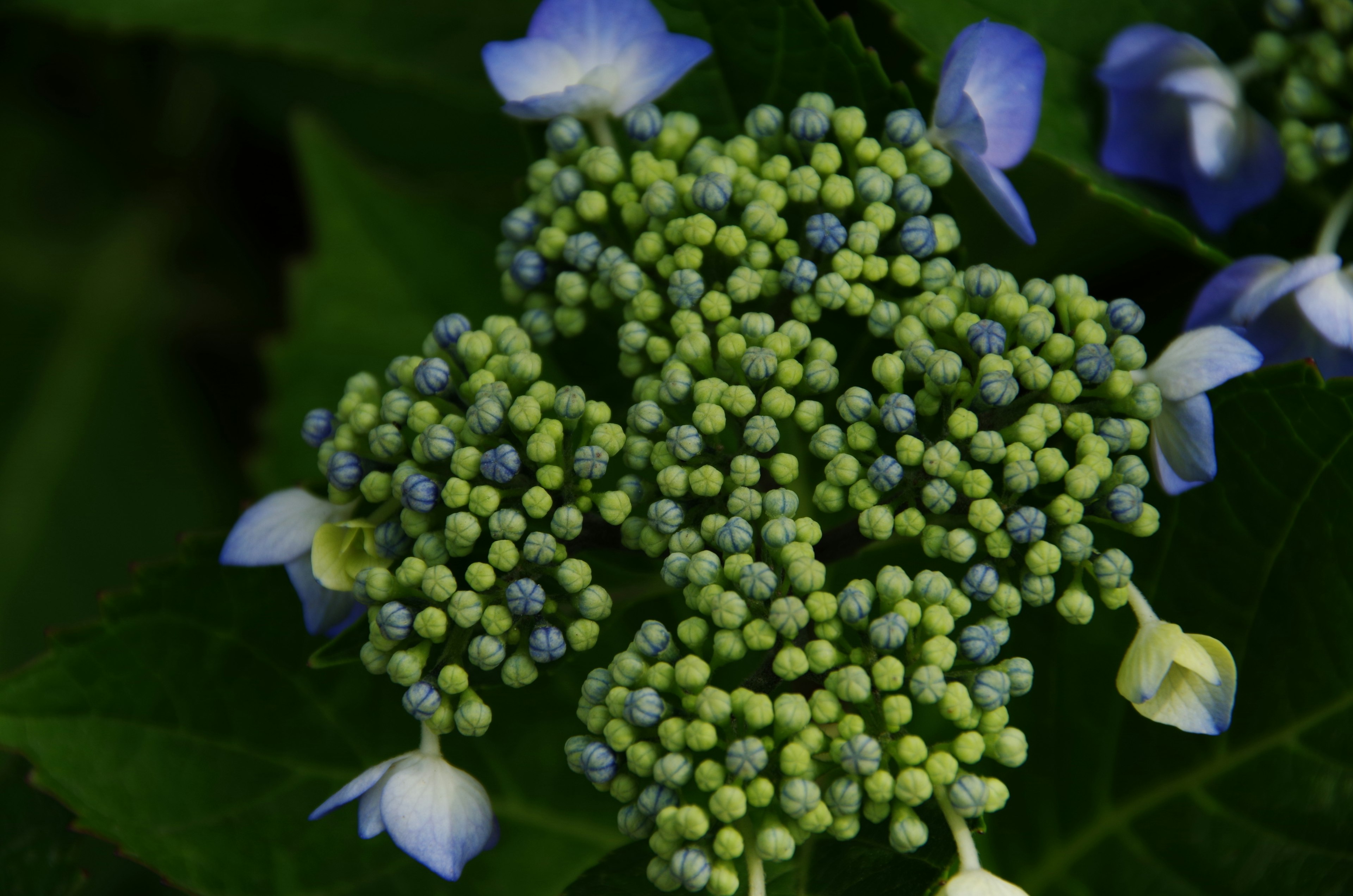 Primer plano de botones verdes con pétalos azules