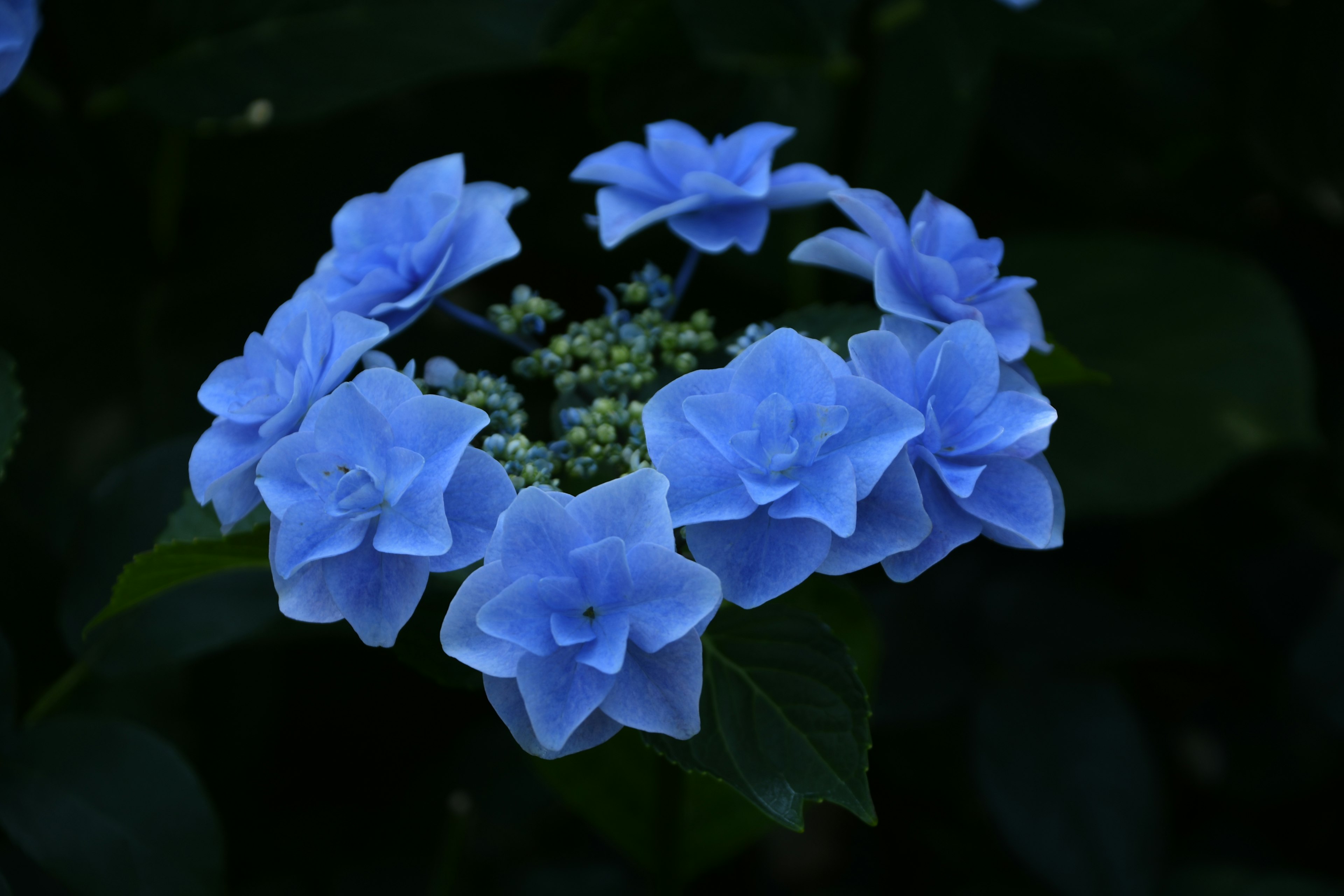 Bouquet melingkar bunga hydrangea biru dengan daun hijau dan latar belakang gelap