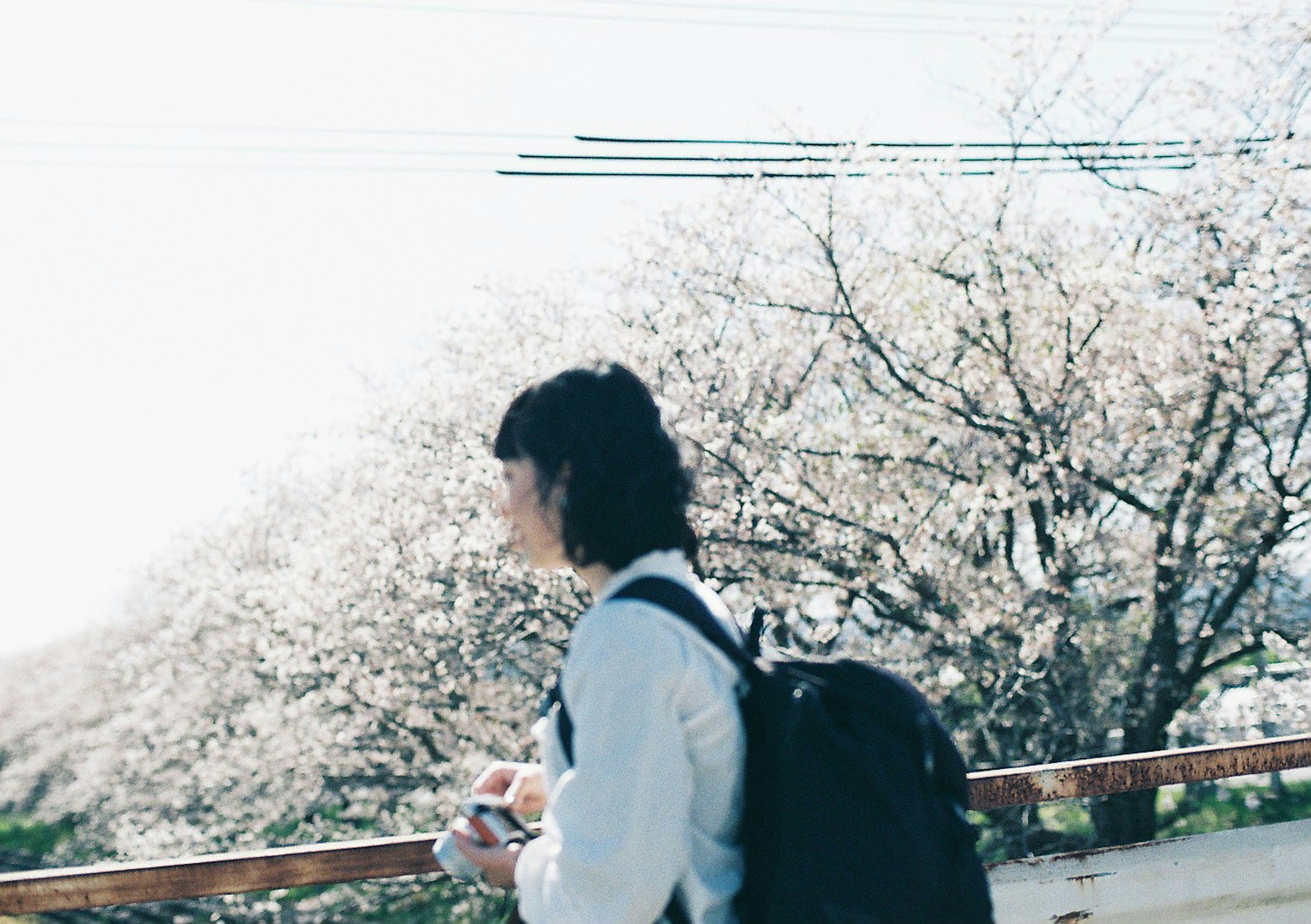 Side view of a young woman standing with cherry blossoms in the background