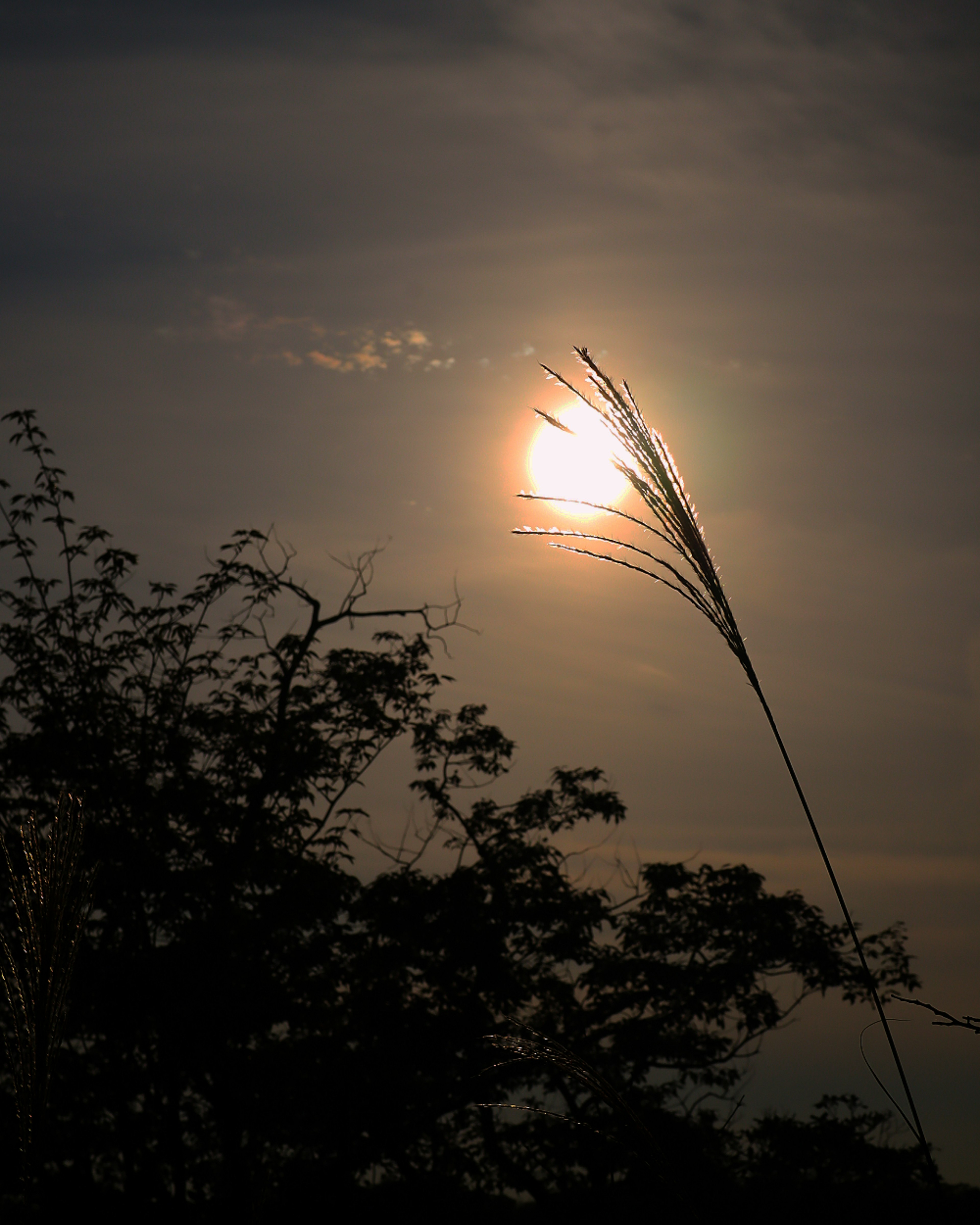 Senja dengan rumput siluet di latar belakang langit berawan