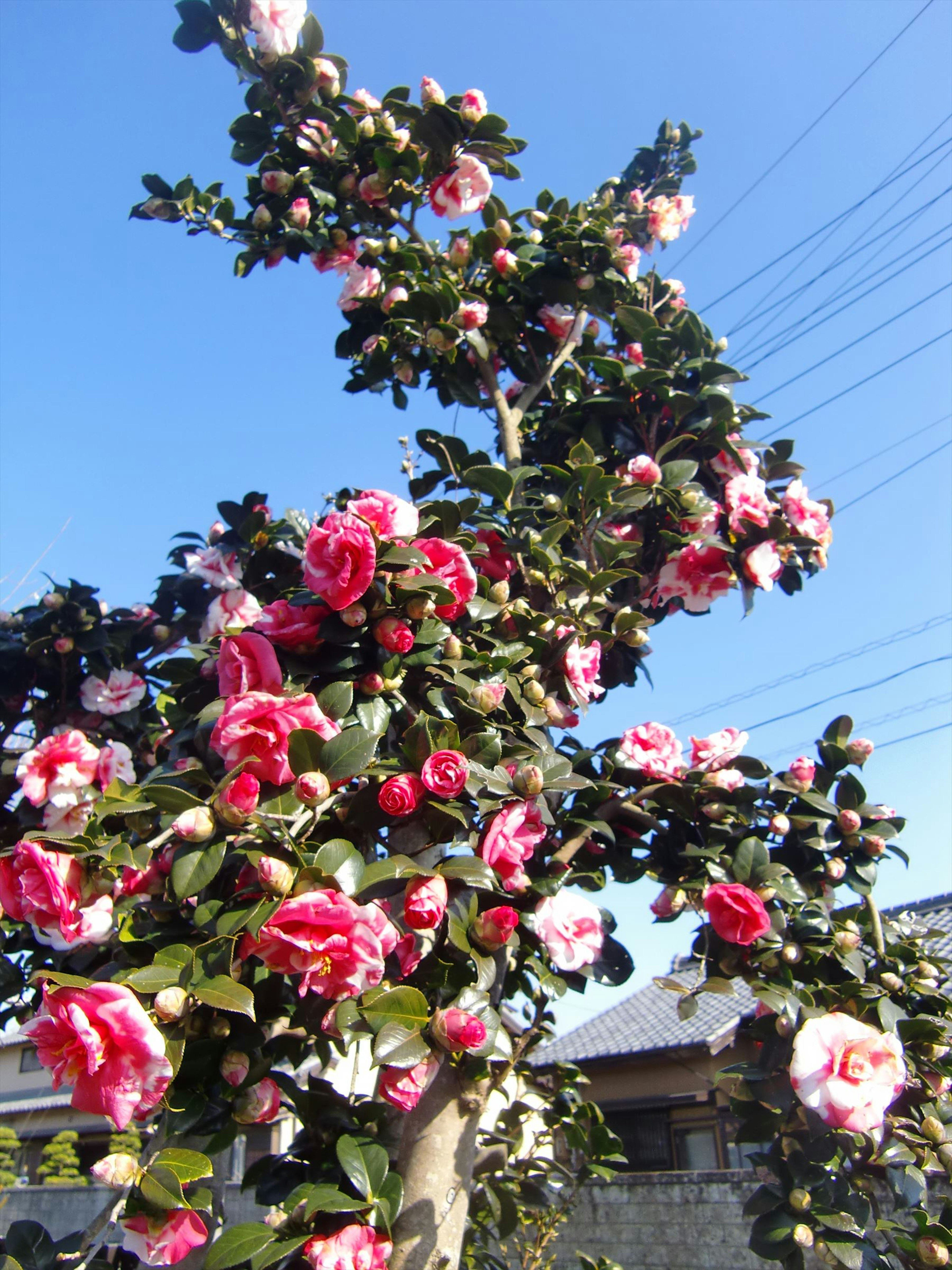 Árbol de camelia con flores rosas vibrantes bajo un cielo azul claro