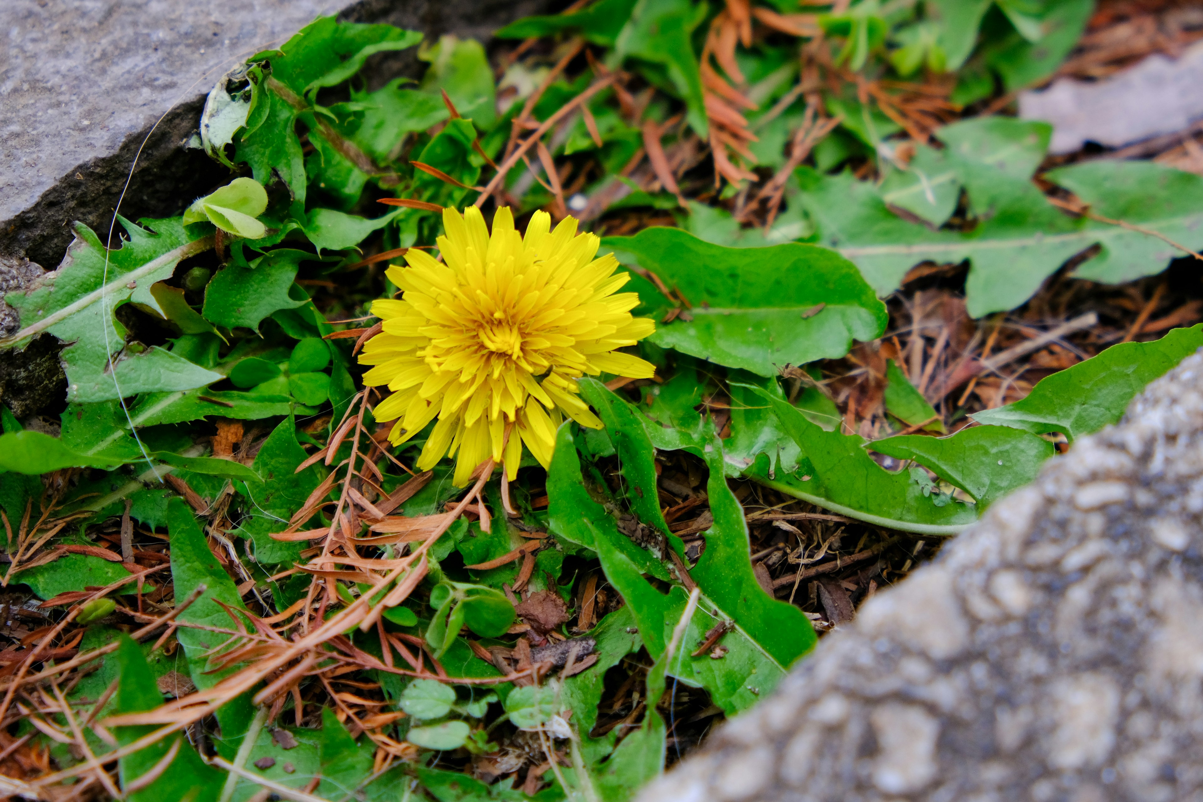 A bright yellow dandelion blooming amidst green leaves