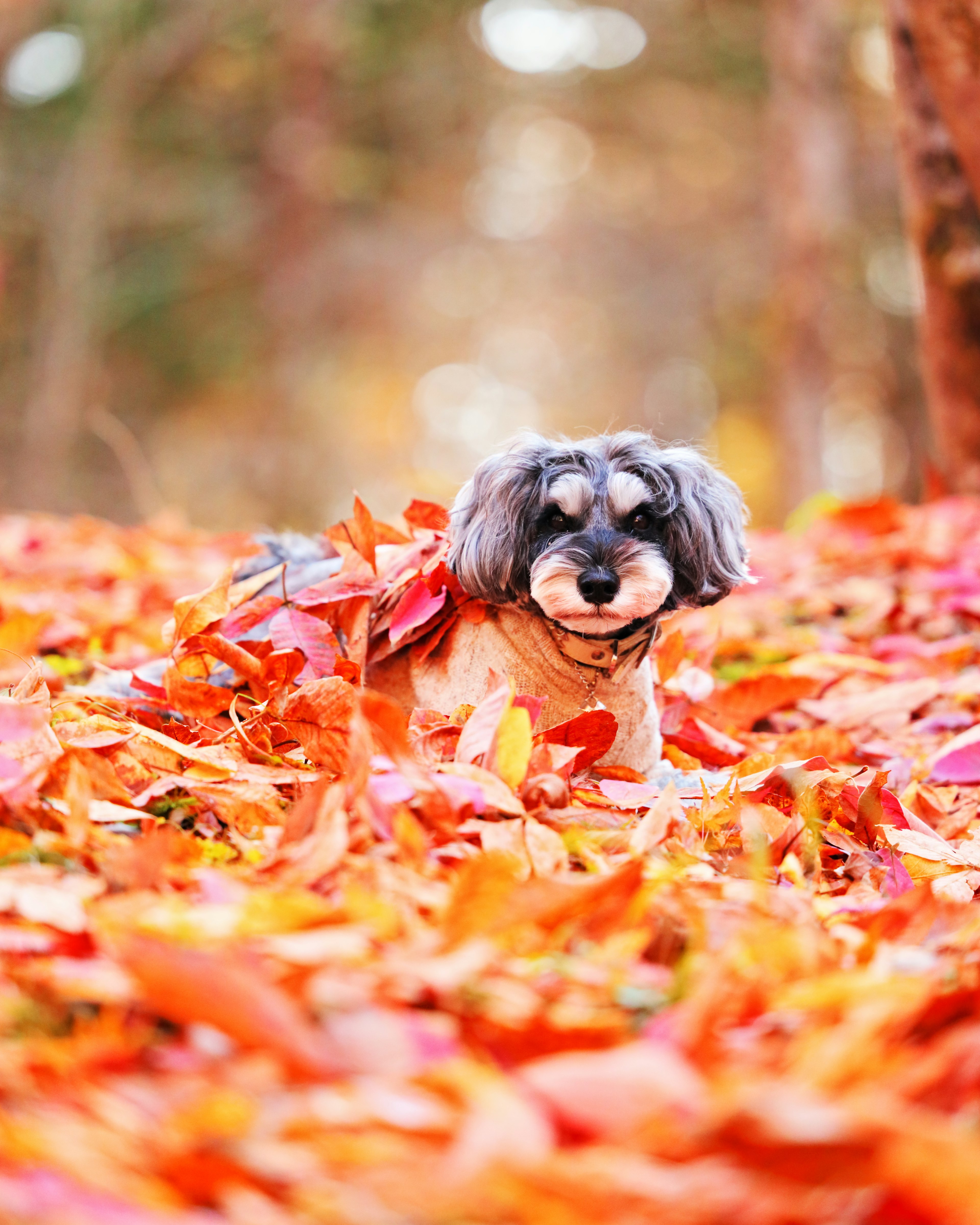 Perro jugando en hojas de otoño vibrantes