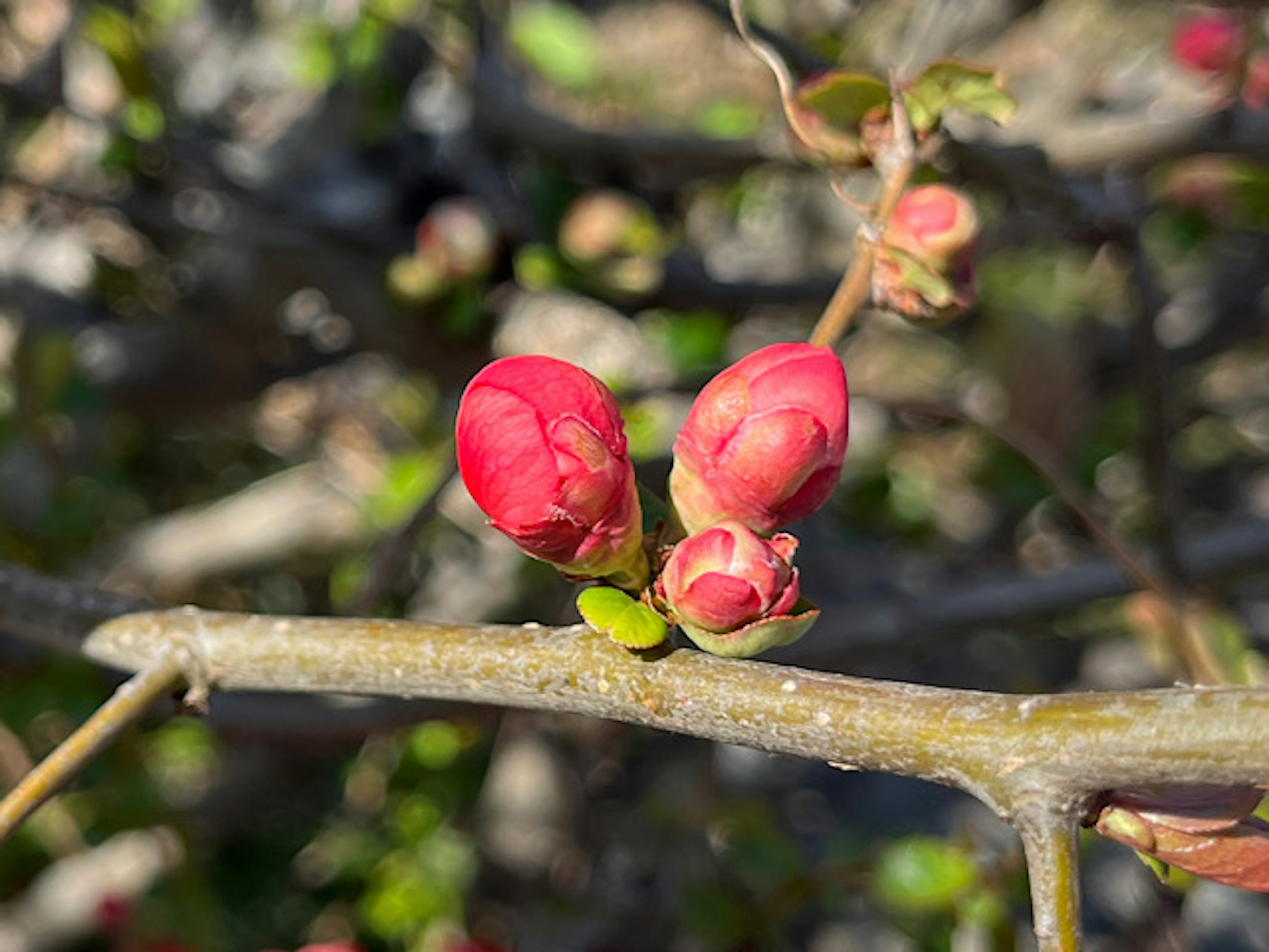 Bourgeons de fleurs rouges sur une branche au printemps