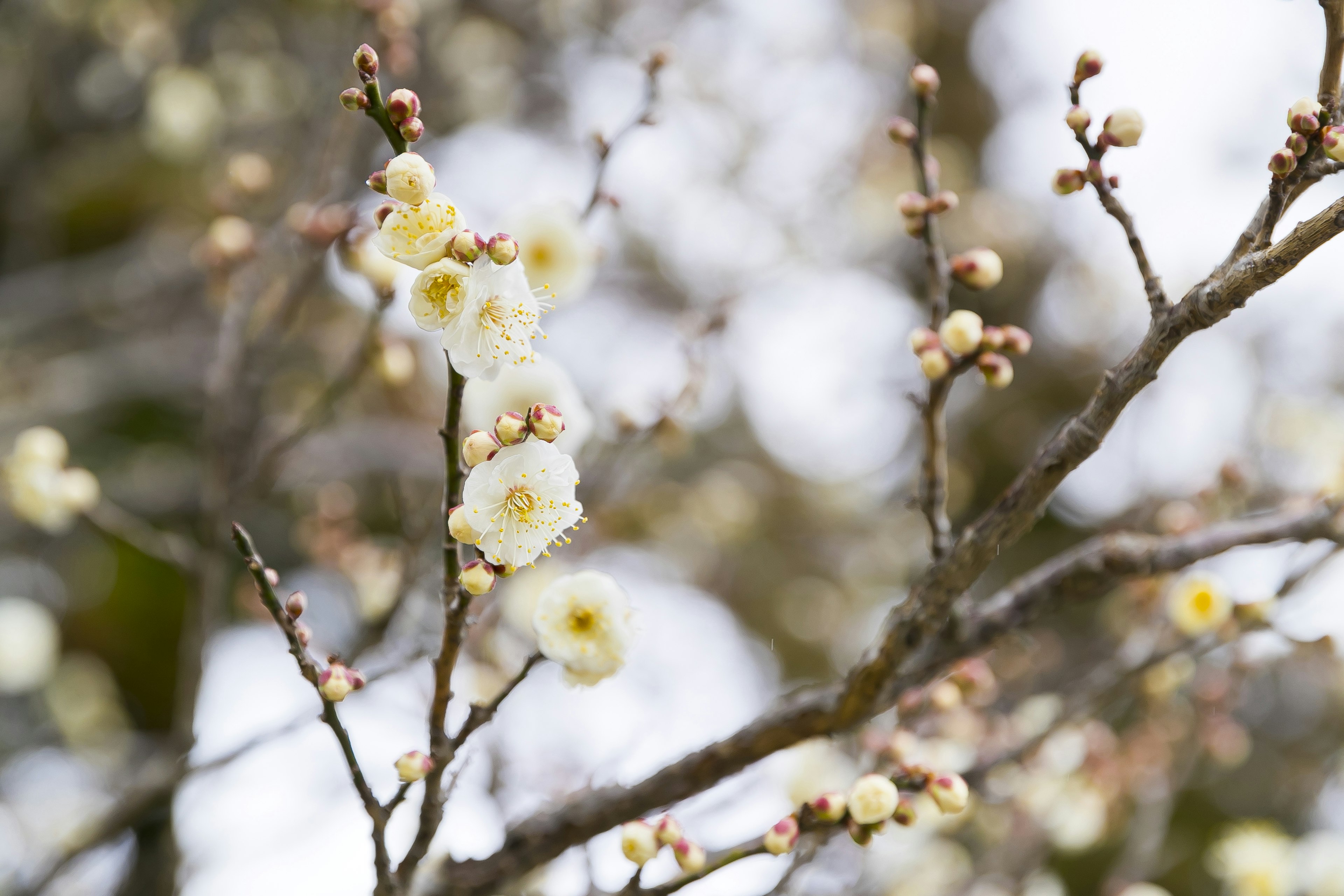 Gros plan d'une branche avec des fleurs de prunier blanches