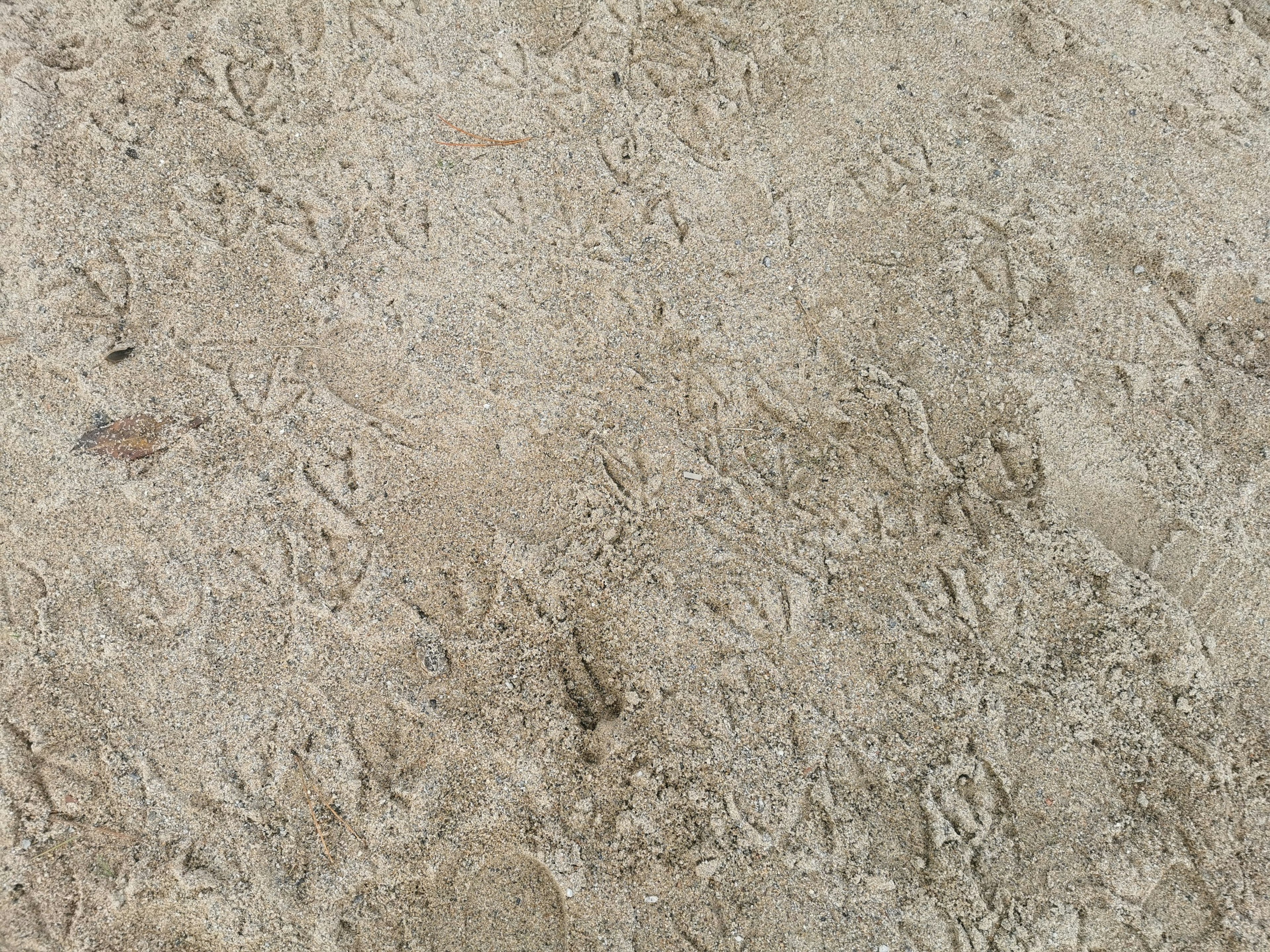 Footprints on a sandy surface