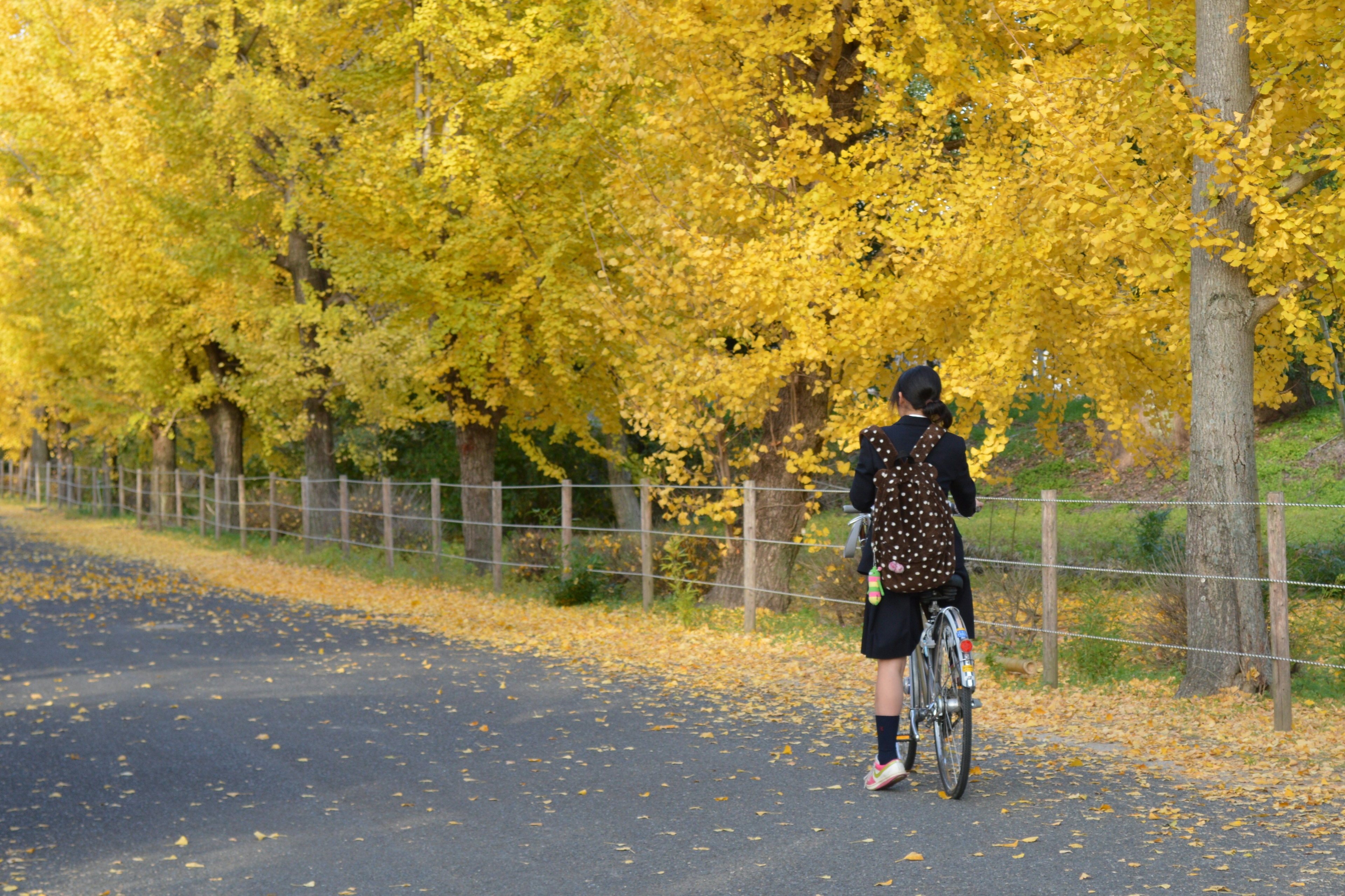 Une femme faisant du vélo le long d'une route bordée de feuilles jaunes