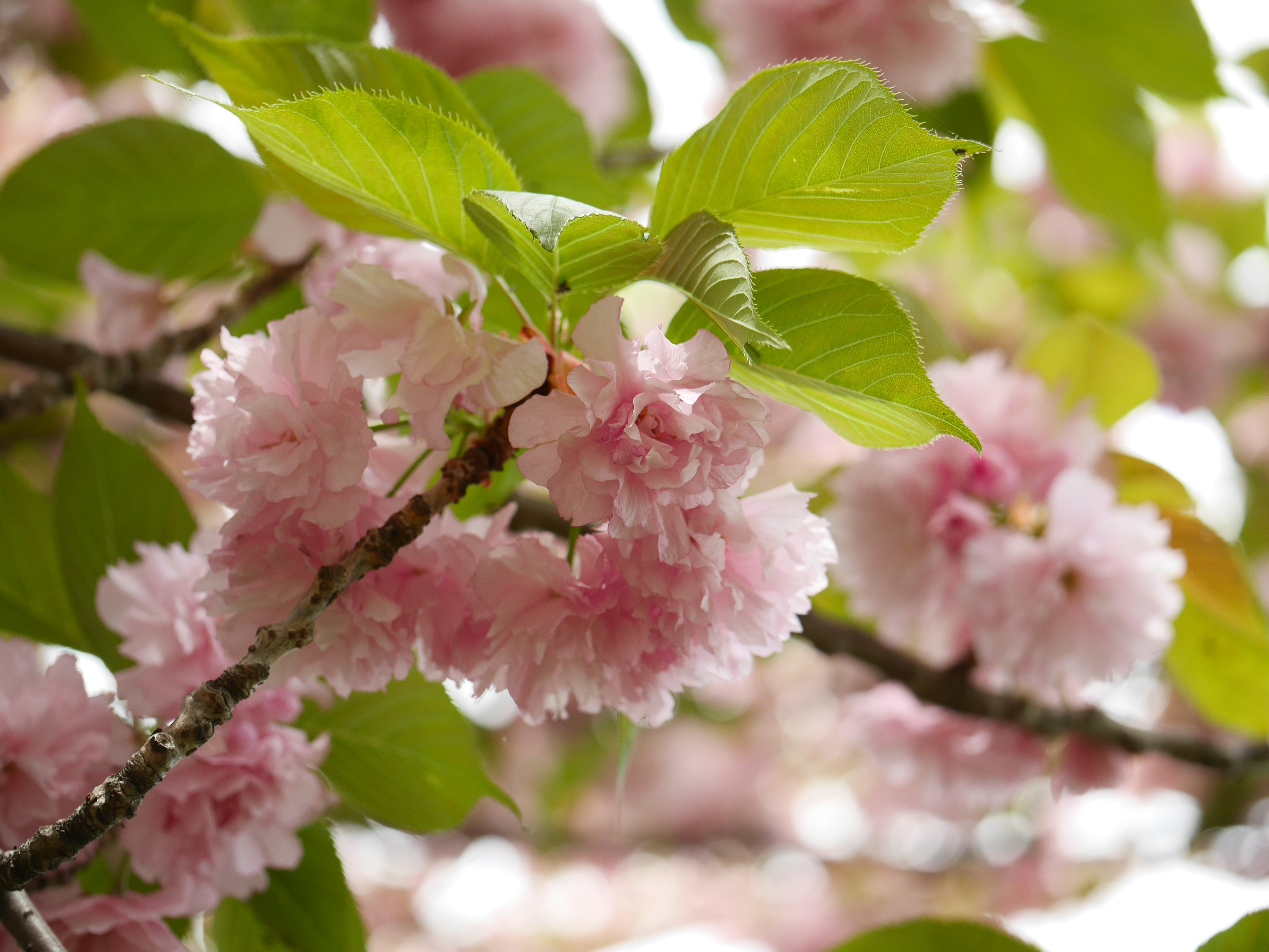 Branch with pink cherry blossoms and green leaves