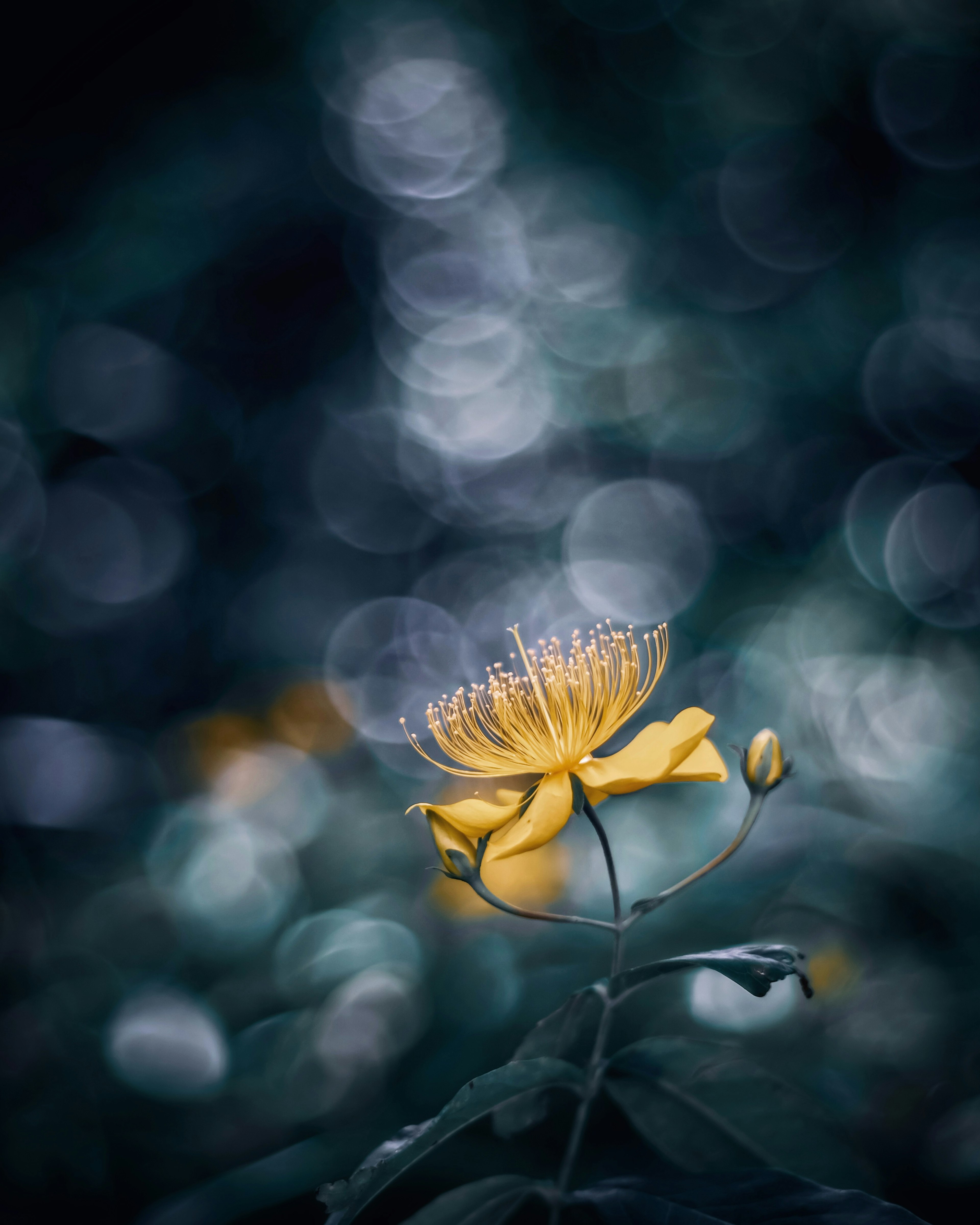 Close-up photo of a yellow flower against a dark background