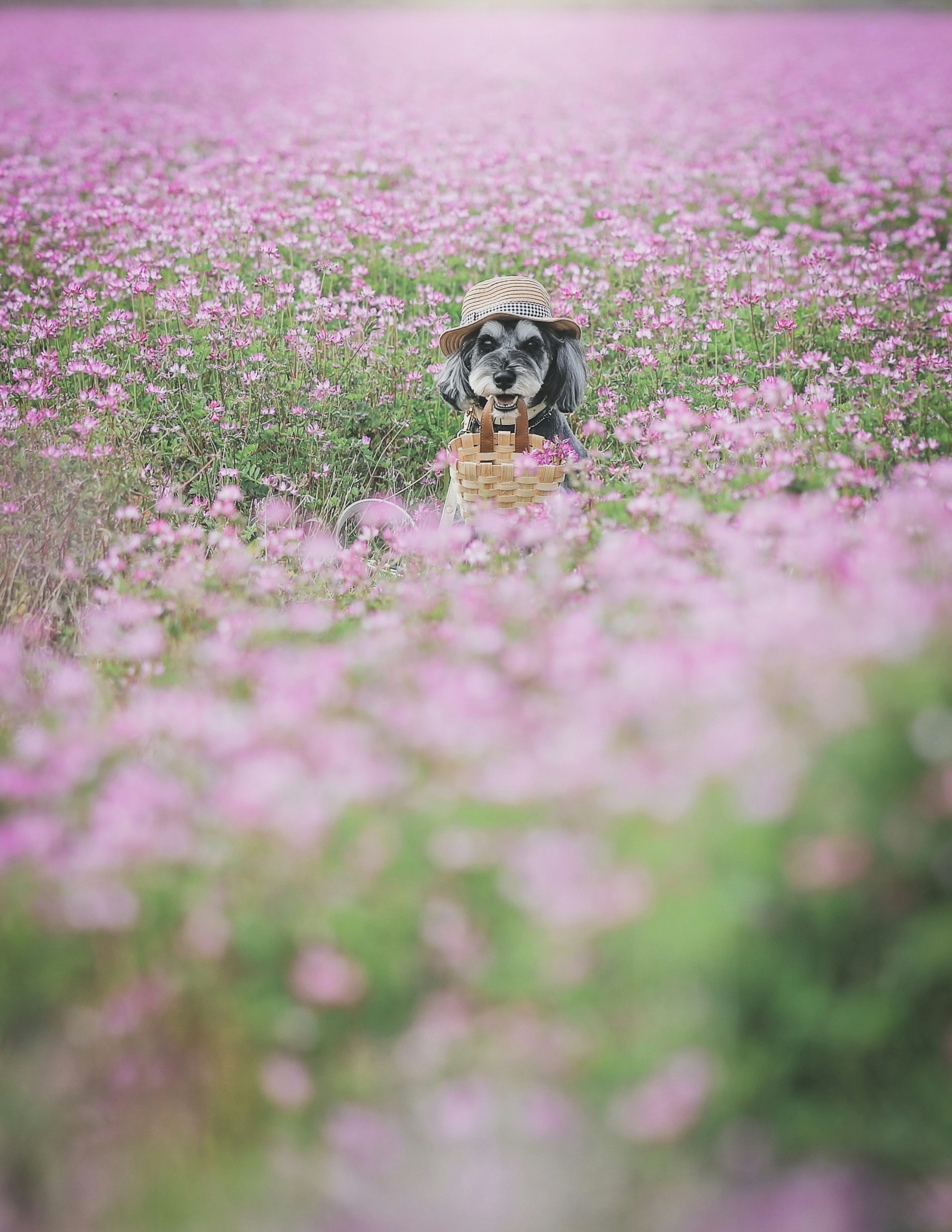 犬がピンクの花畑に立っている風景