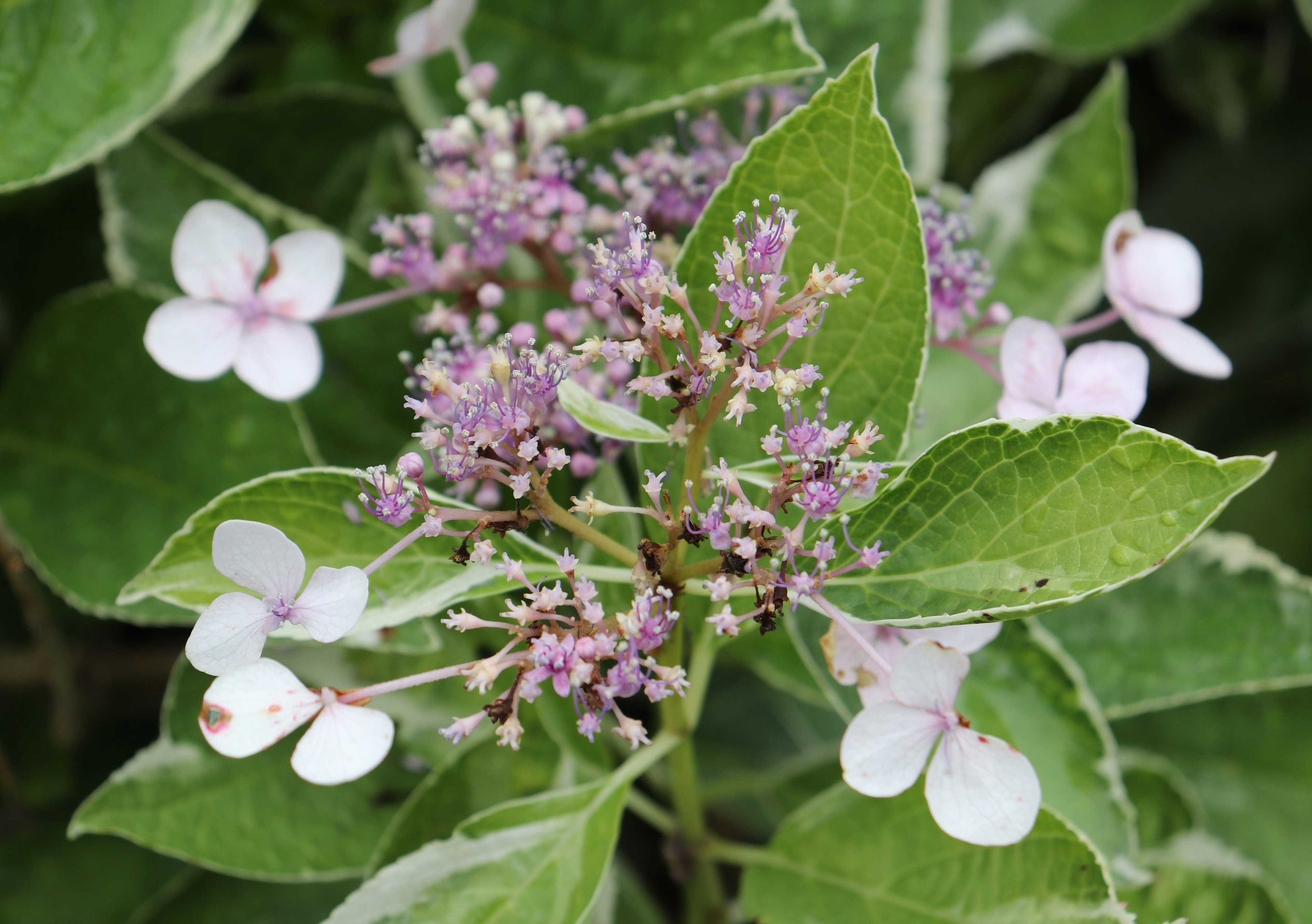 Nahaufnahme einer Hortensienpflanze mit blassrosa und lila Blumen