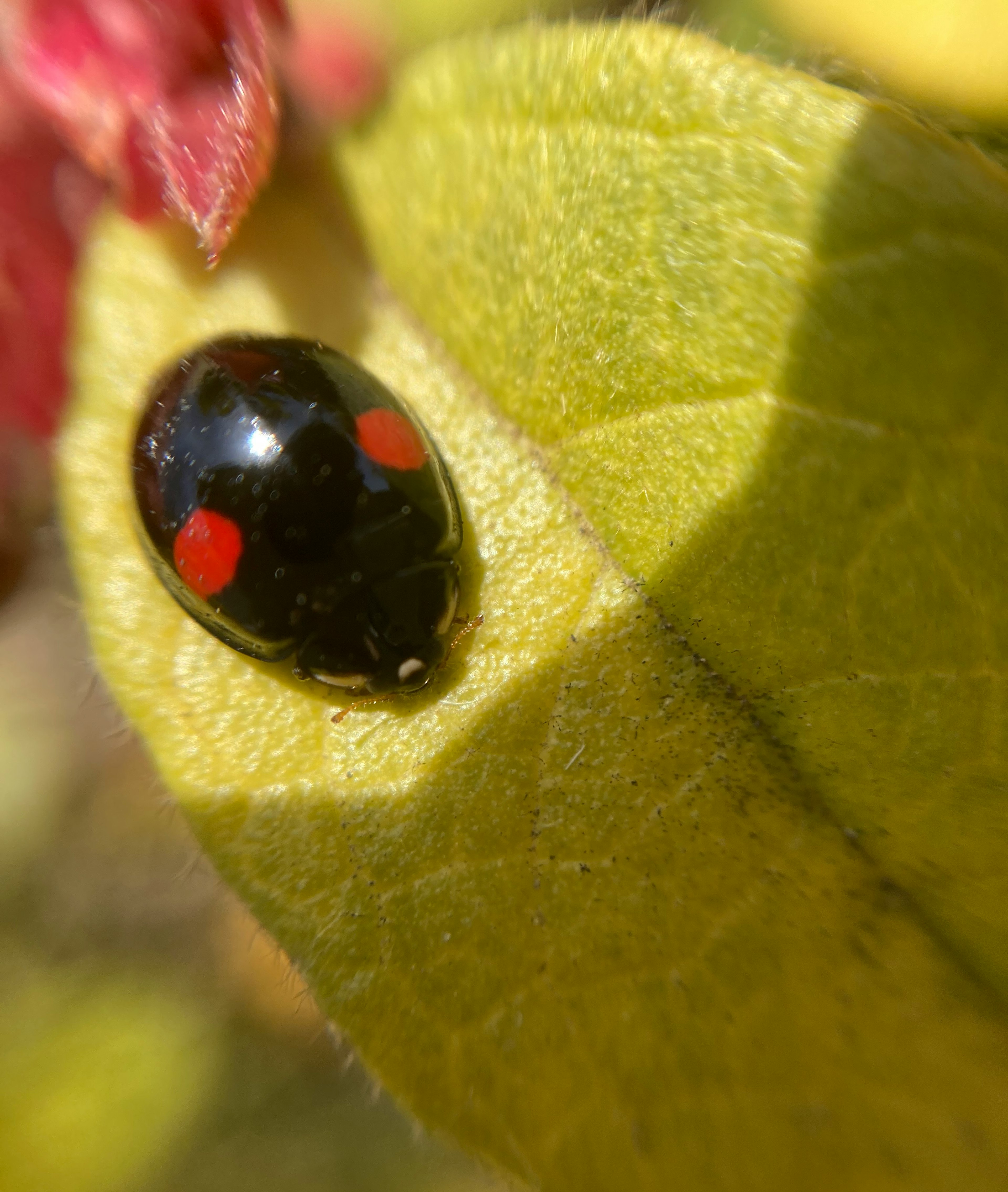 Un coccinella nera con macchie rosse che riposa su una foglia